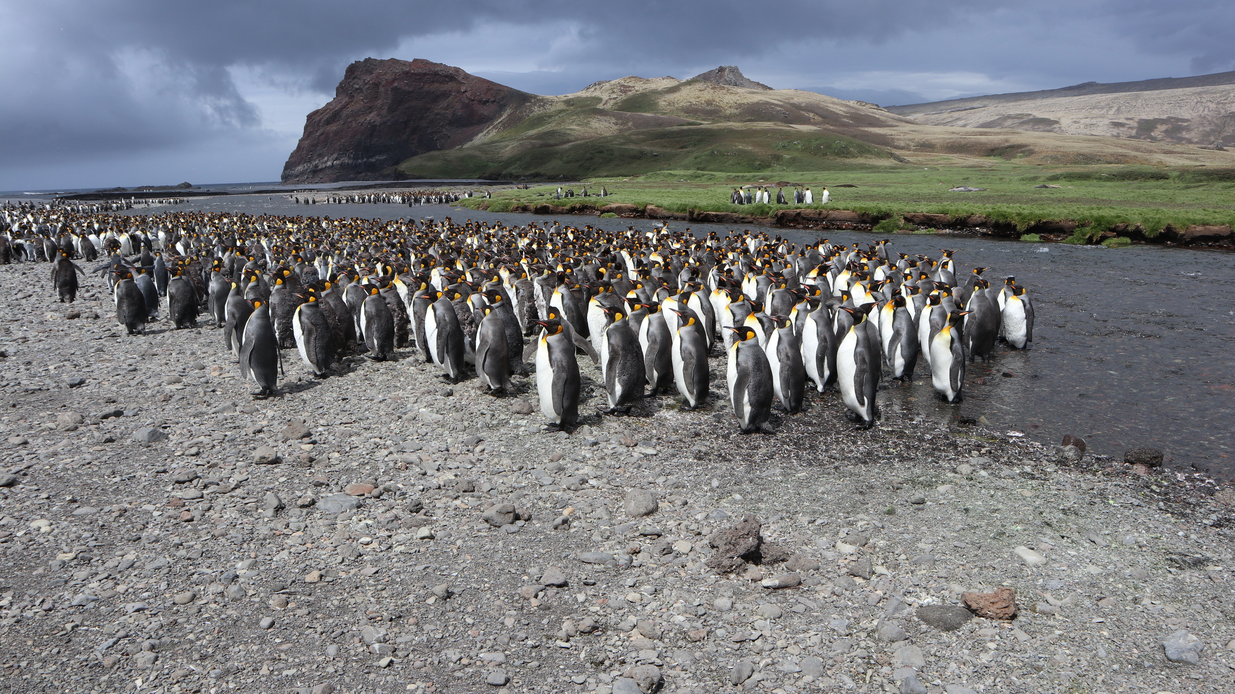 Groupe de manchots royaux sur l’île de la Possession (Iles Crozet) © Passagers des sciences