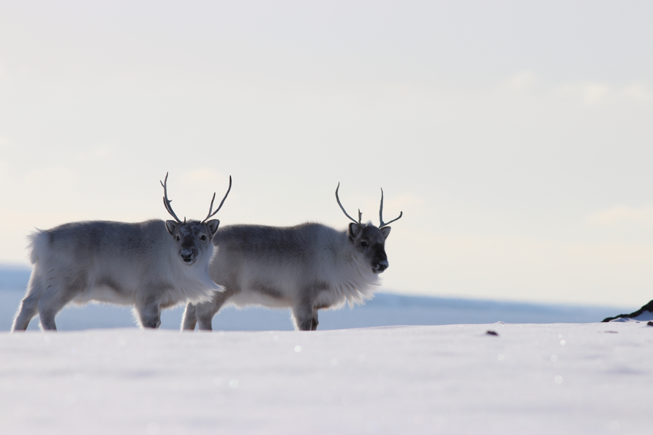 Observation de rennes du Svalbard, en baie du roi © Passagers des sciences