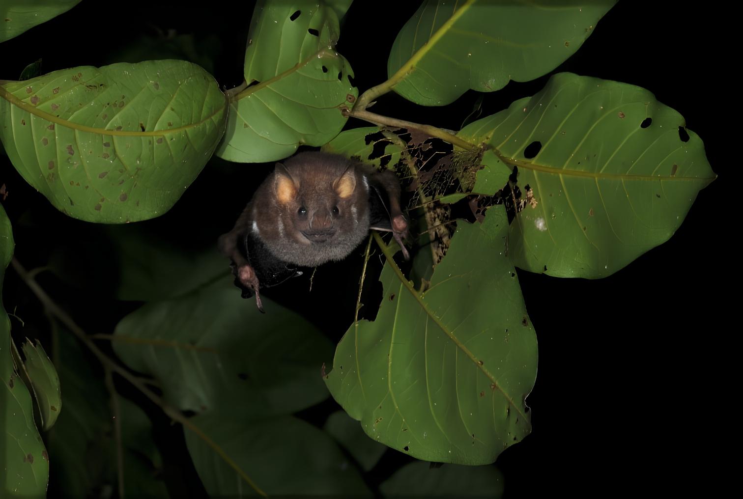 Ardops des Petites Antilles (*Ardops nichollsi*) © Accro’Bats Gérard Issartel - PNRM