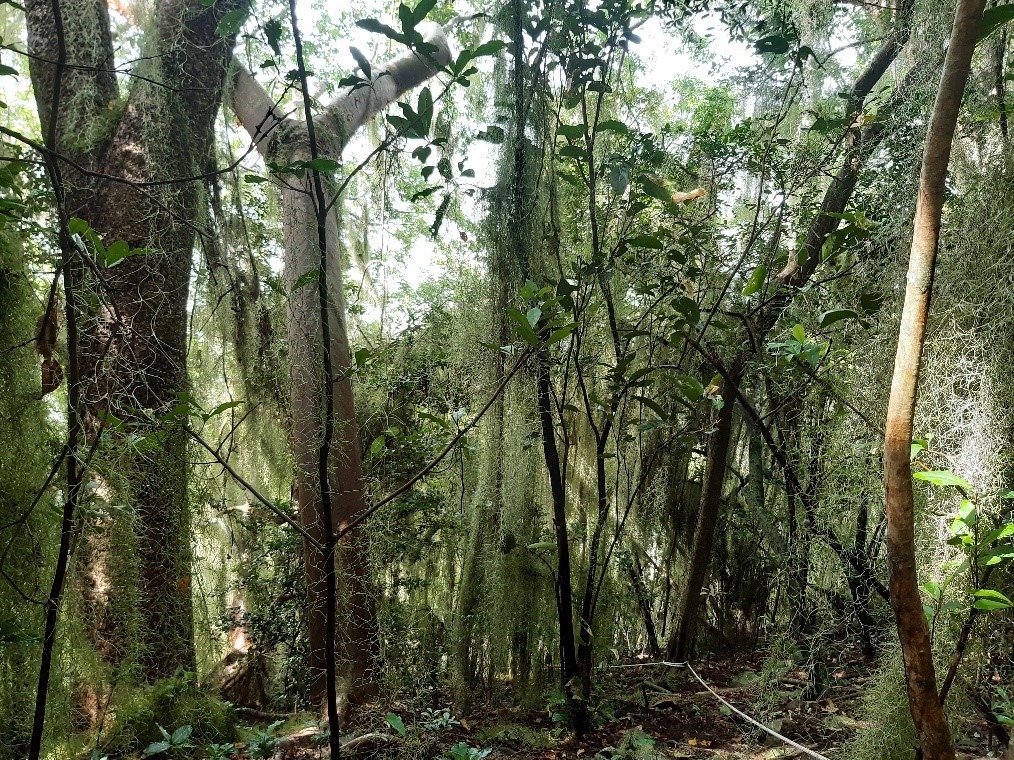 Forêt mésophile du Galion © Alice Armand - OFB