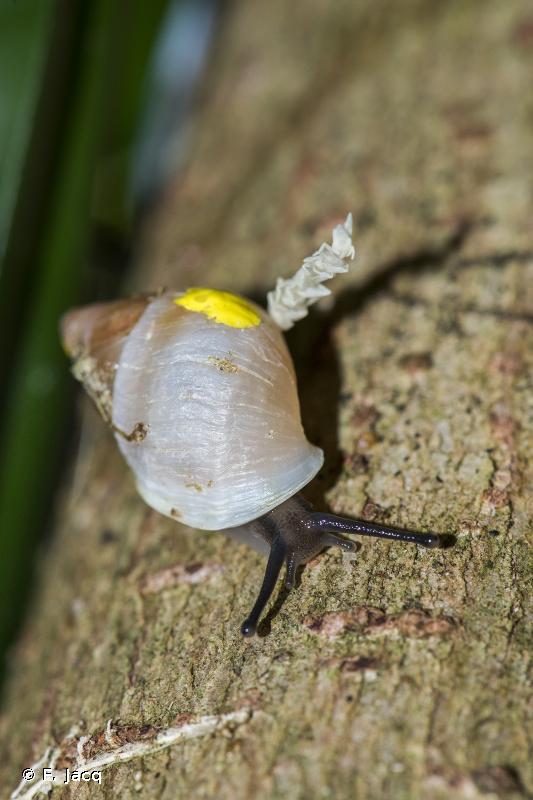 *Partula tristis* © Fred Jacq - INPN