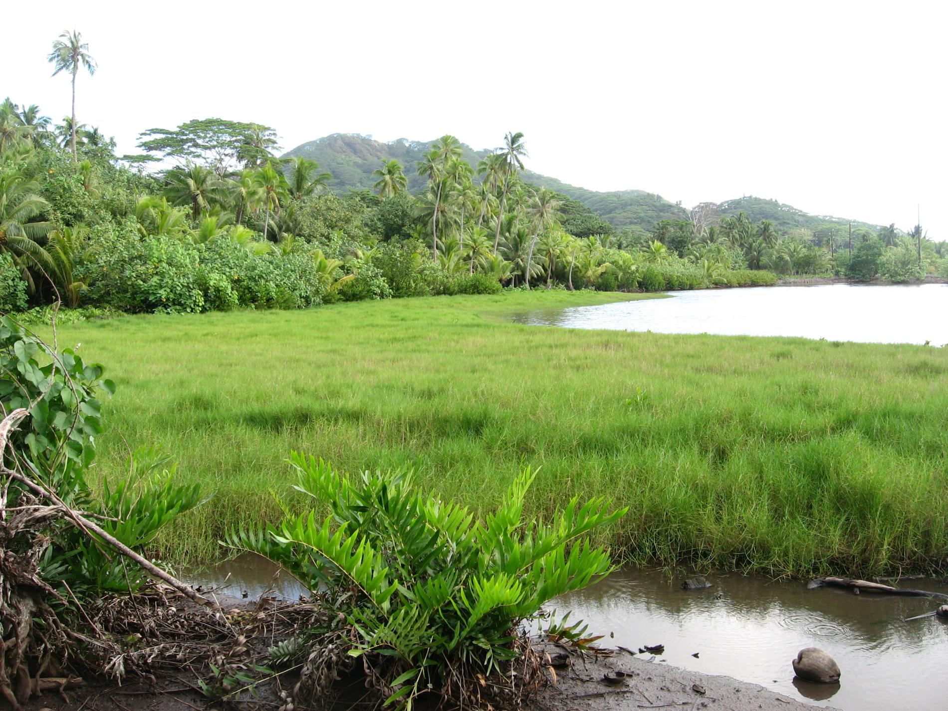 Prairie à *Paspalum vaginatum* à Huahine © Jean-Yves H. Meyer - Délégation à la Recherche de la Polynésie française