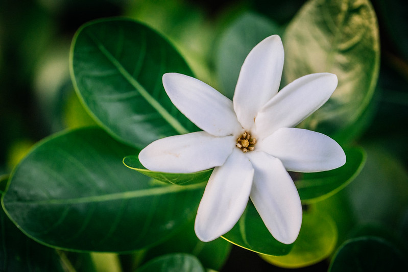 *Gardenia taitensis* © Eole Wind - Wikimedia Commons