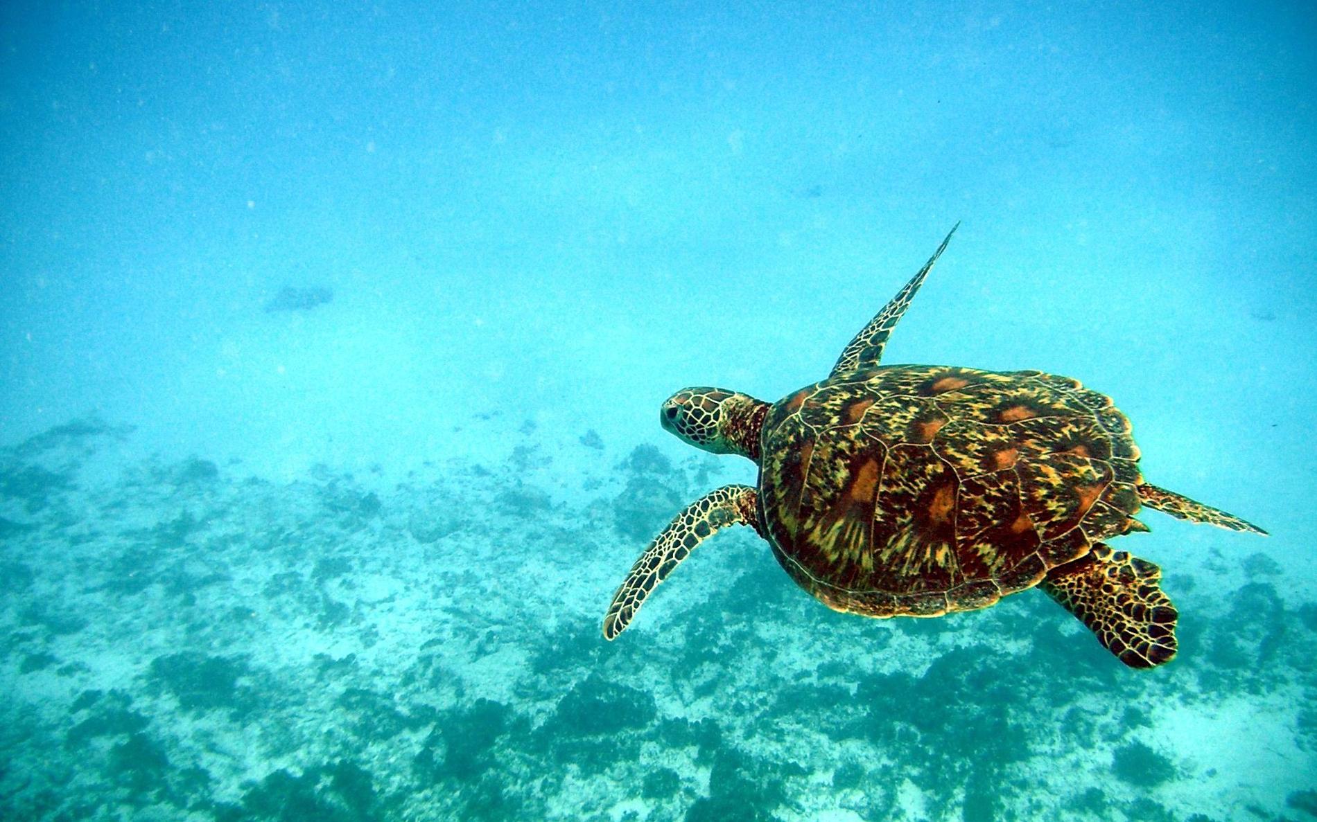 *Chelonia mydas* © Benjamin Guichard - OFB