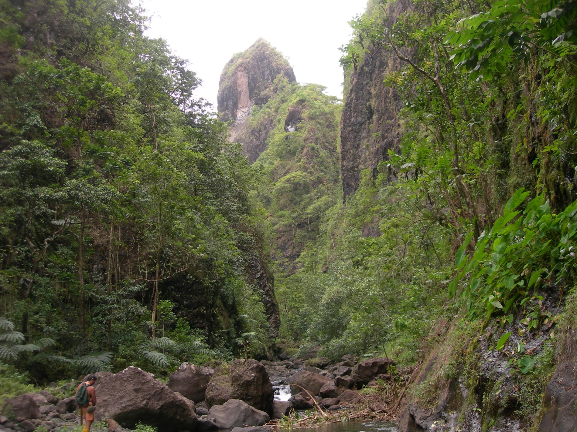 Forêt humide de fond de vallée de Tahiti © Jean-Yves H. Meyer - Délégation à la Recherche de la Polynésie française