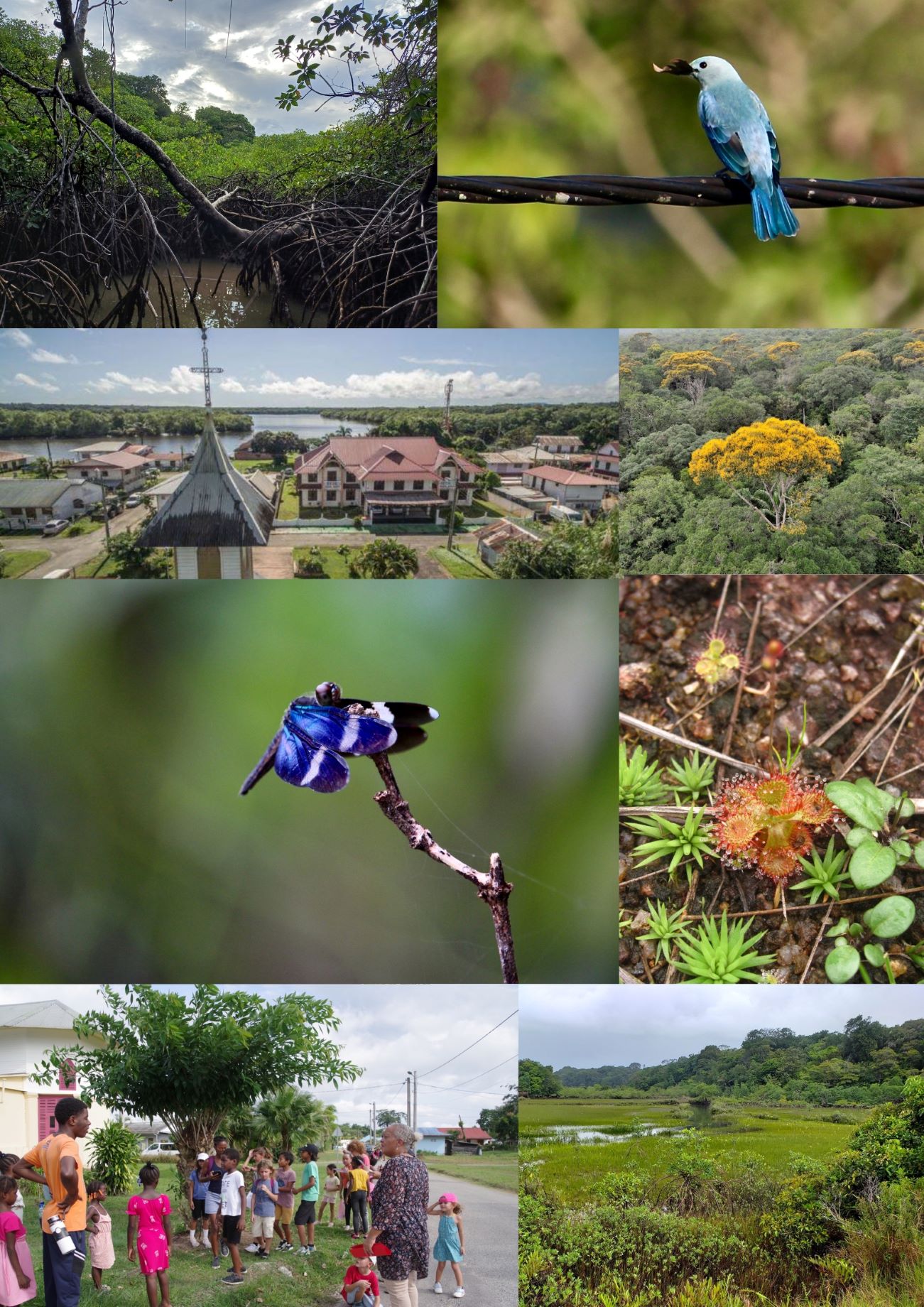 La biodiversité de Montsinéry-Tonnégrande