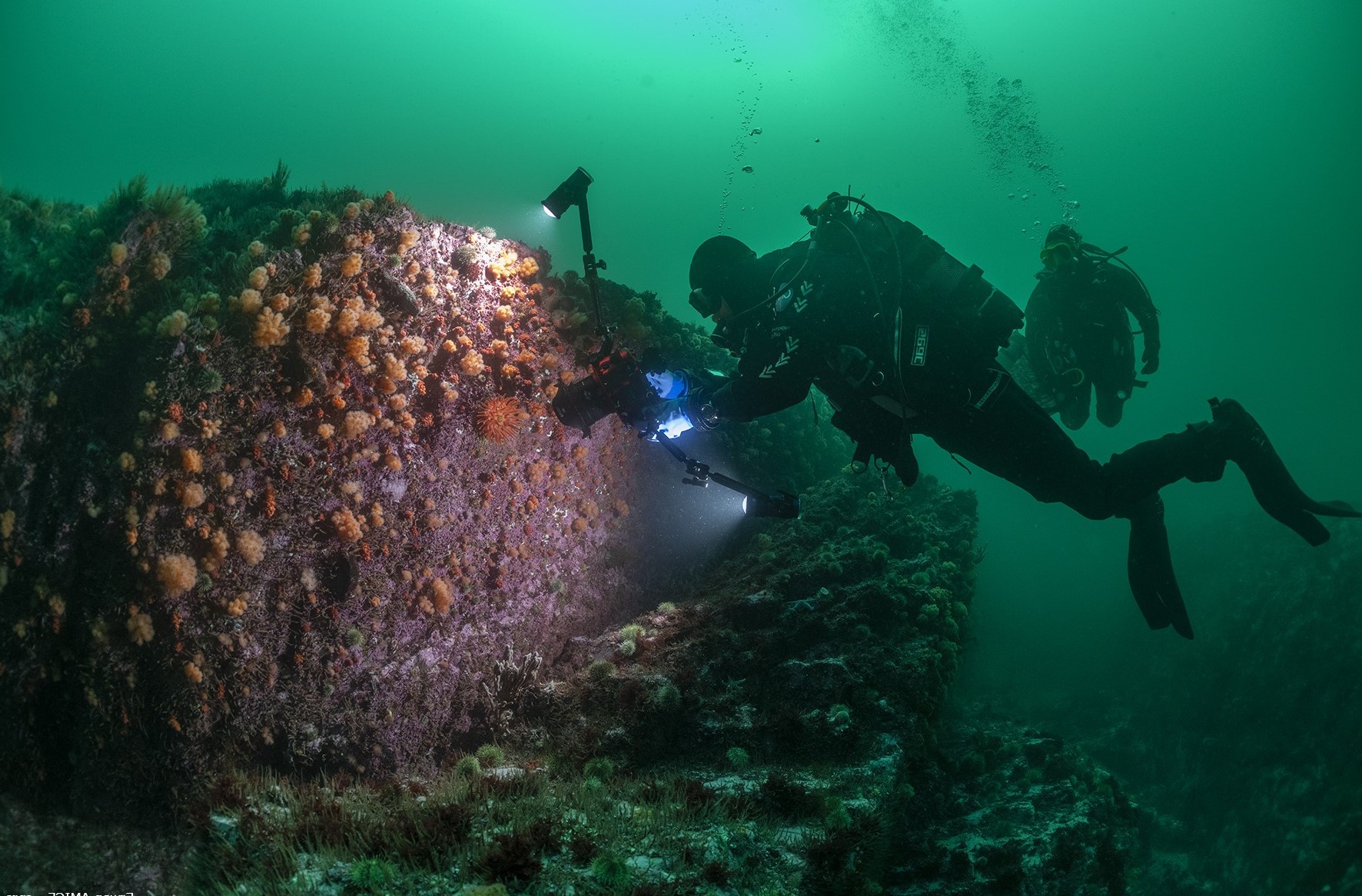 Exploration des fonds marins de Saint-Pierre-et-Miquelon en plongée sous-marine © Erwan Amice