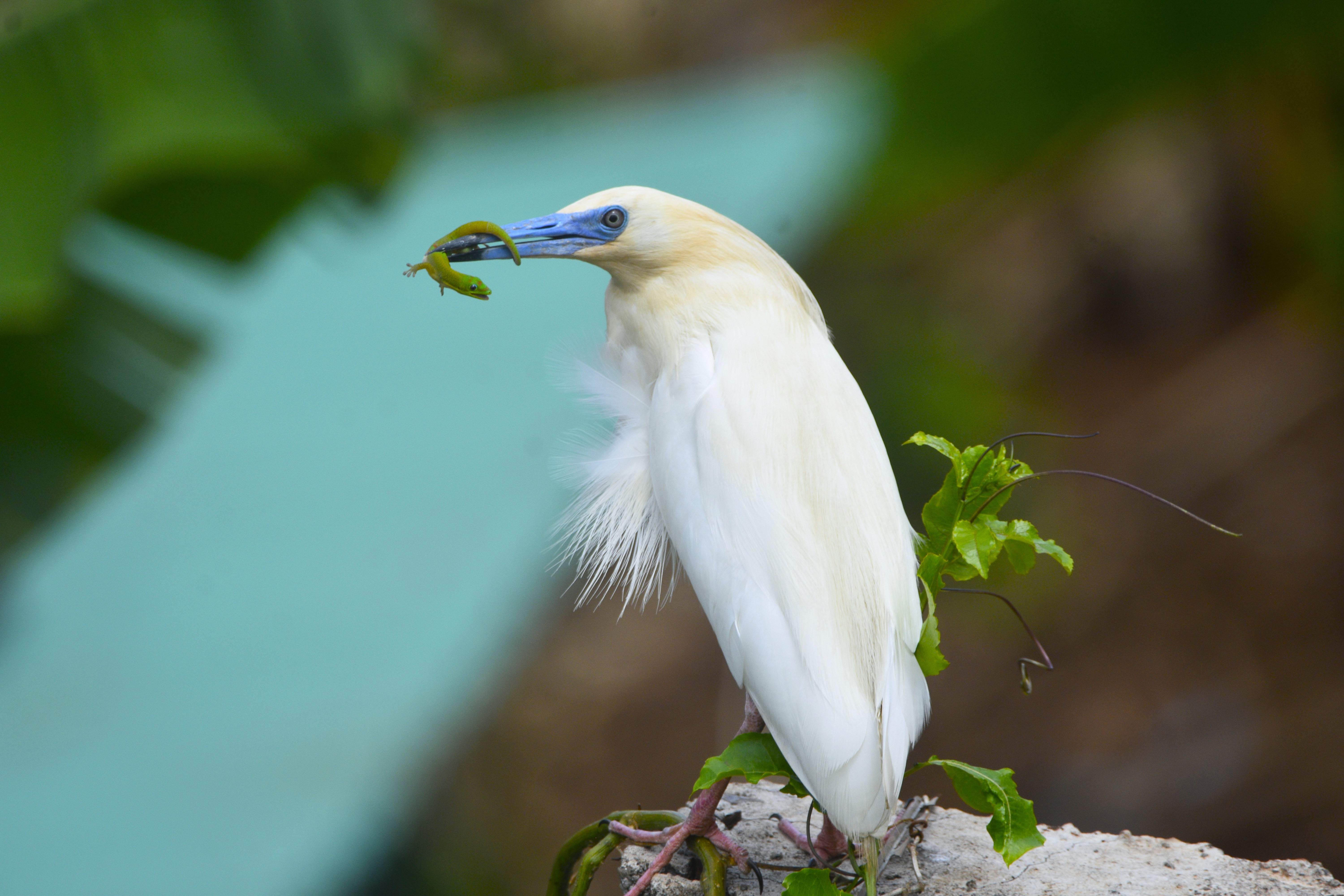 Crabier blanc (*Ardeola idae*) à Mayotte © GEPOMAY