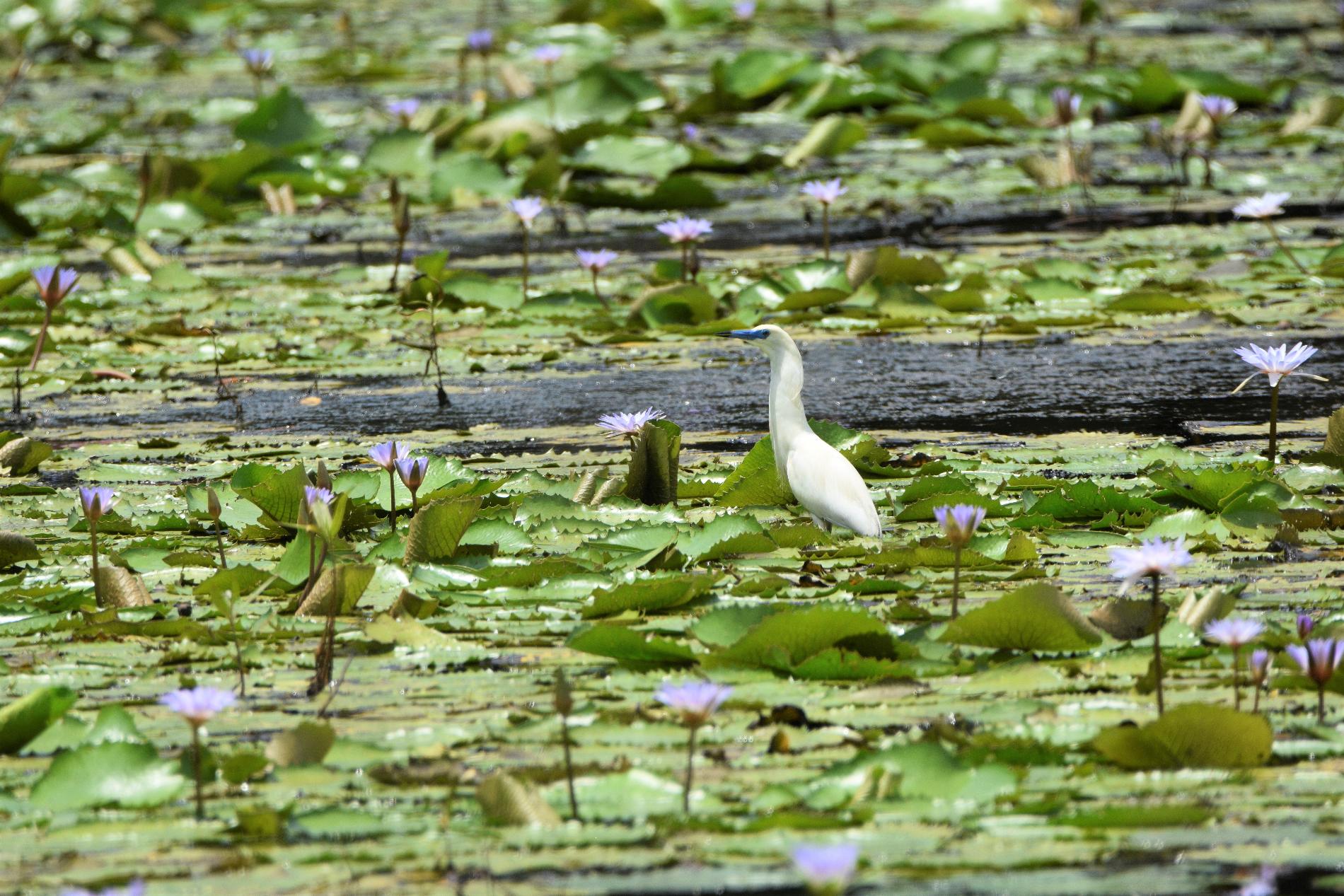 Crabier blanc sur un plan d’eau à Mayotte © GEPOMAY