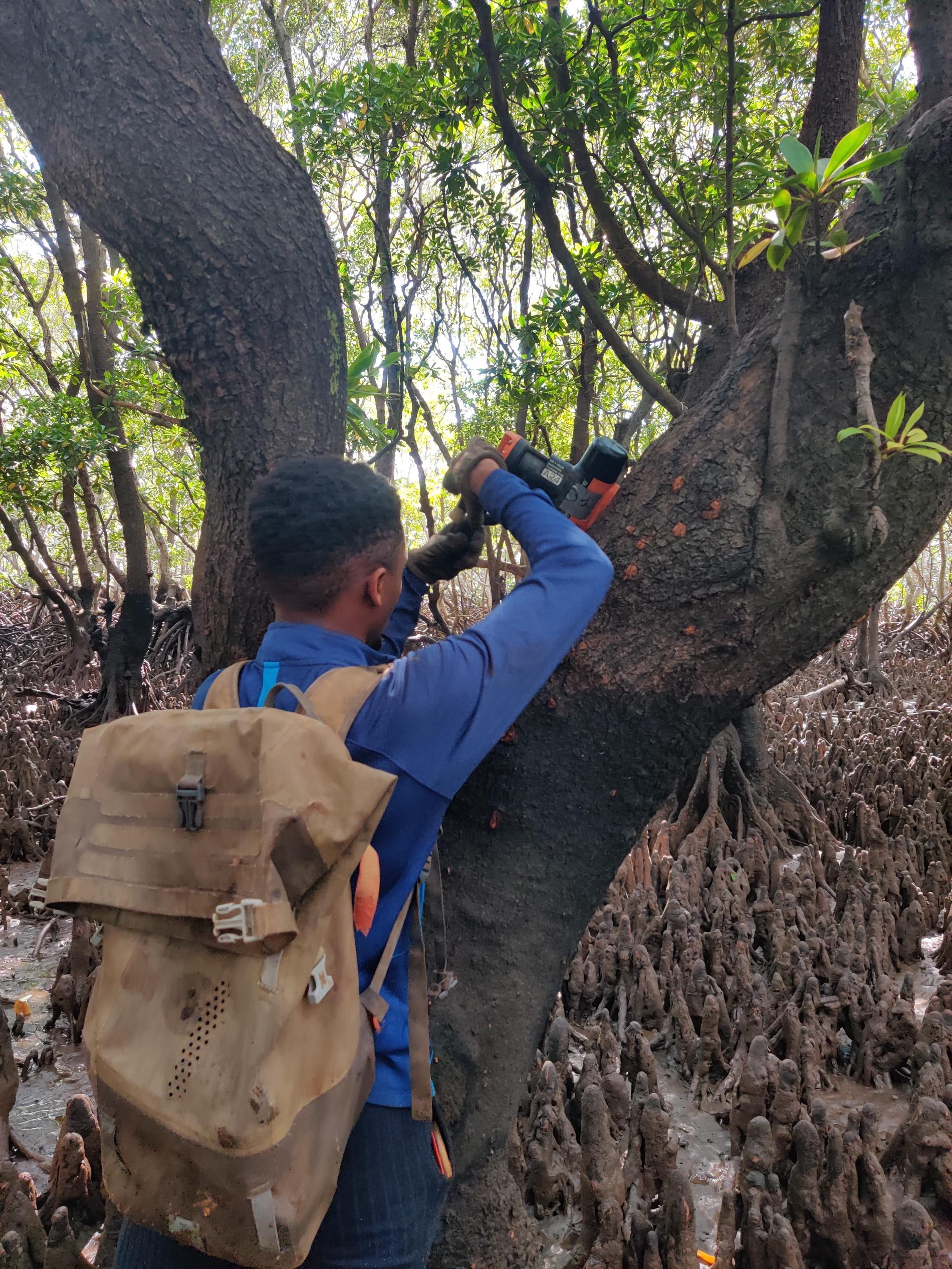 Installation des pièges semi-automatiques dans la mangrove © GEPOMAY