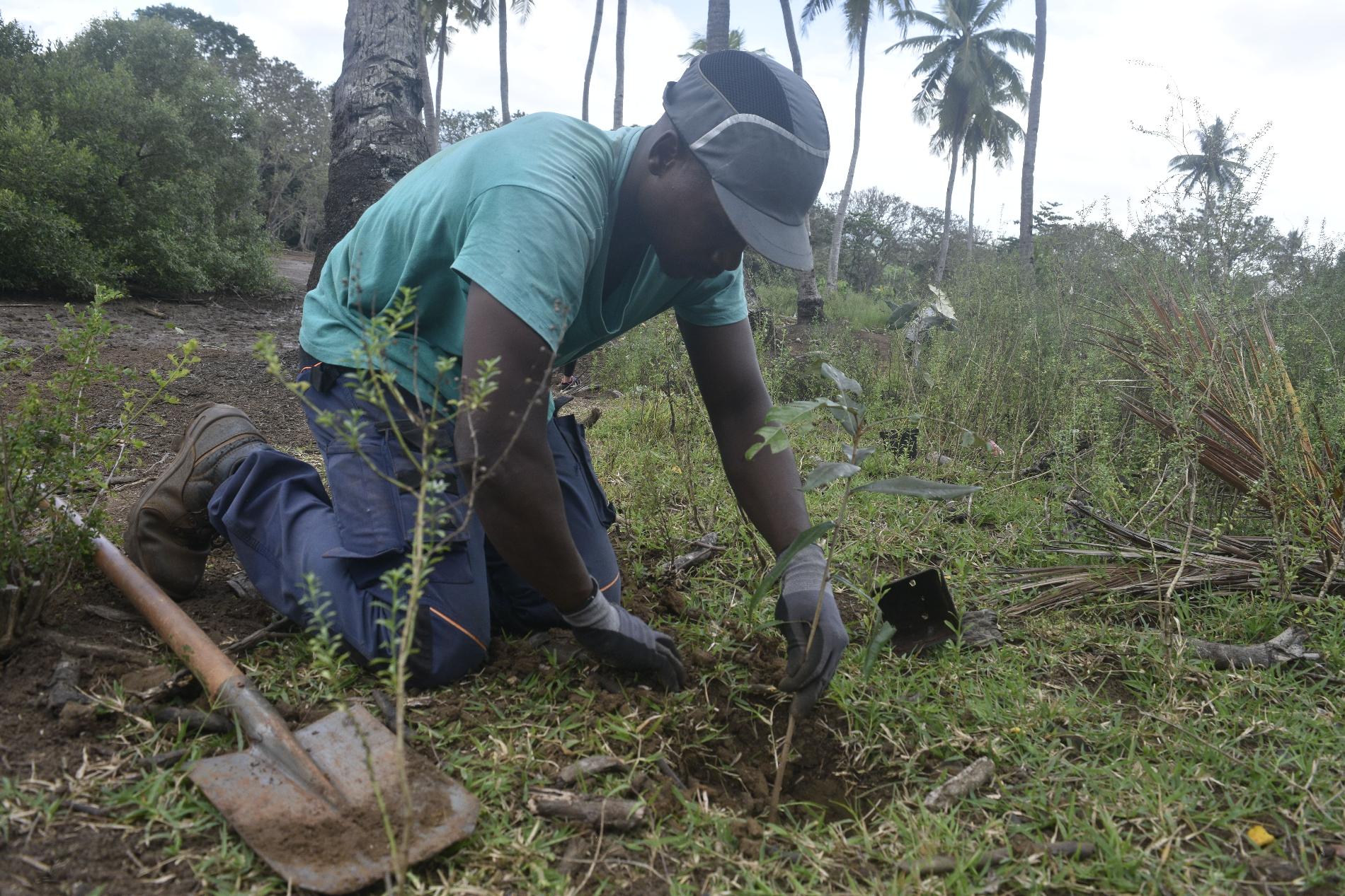 Restauration écologique du site de Malamani : plantation d’espèces végétales indigènes © GEPOMAY