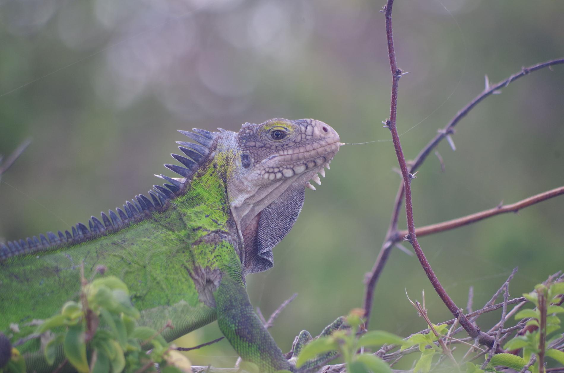 Iguane des Petites Antilles (*Iguana delicatissima*), Guadeloupe © Olivier Delzons