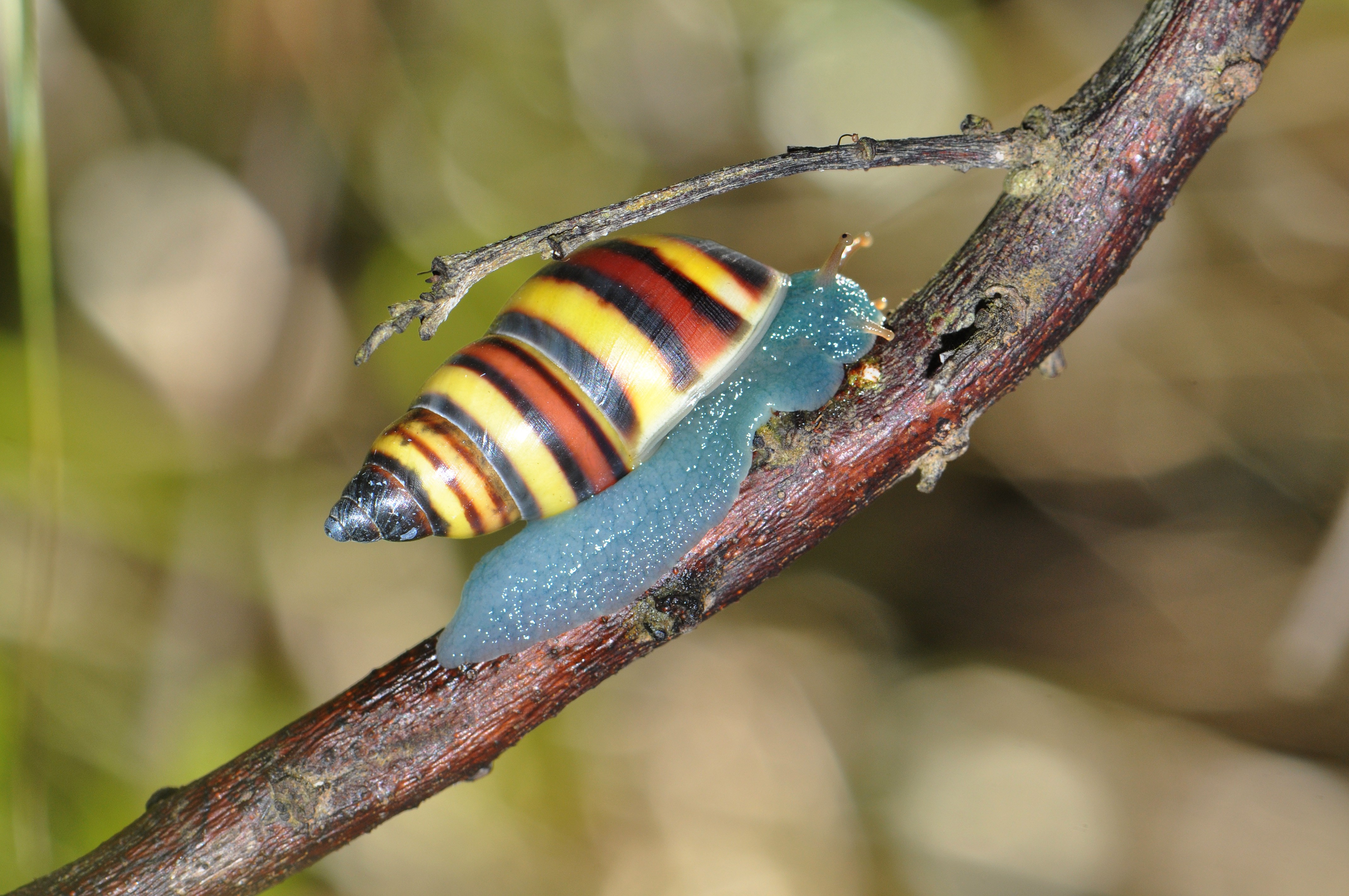 Bulime multifascié (*Drymaeus multifasciatus*) © Régis Delannoye