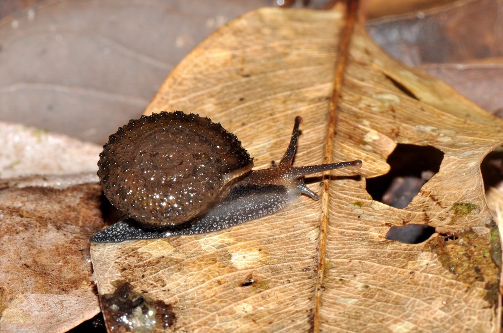 Pleurodonte déprimé (*Discolepis desidens*) © Régis Delannoye