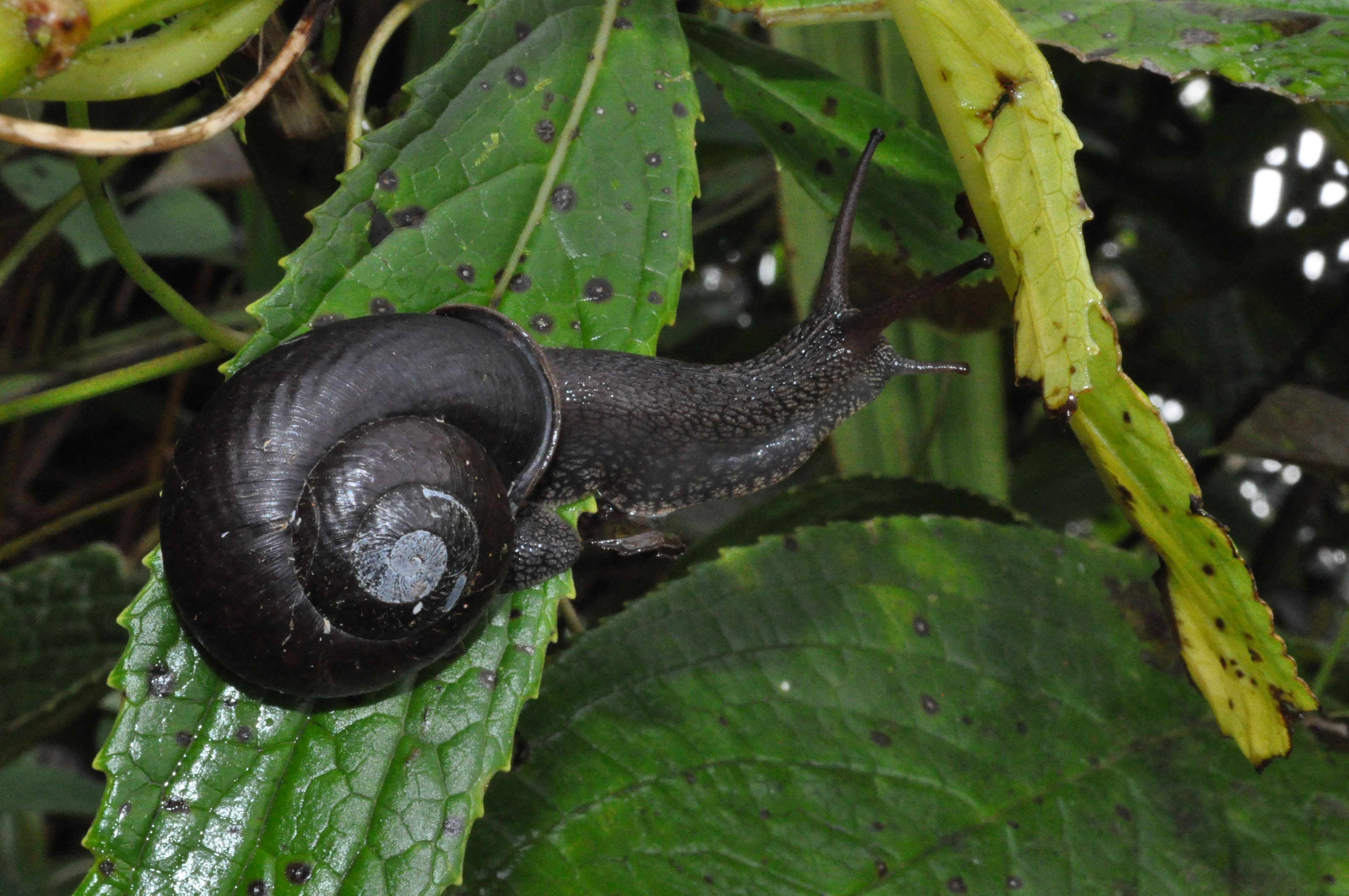 Pleurodonte discolor (*Pleurodonte discolor*) © Régis Delannoye