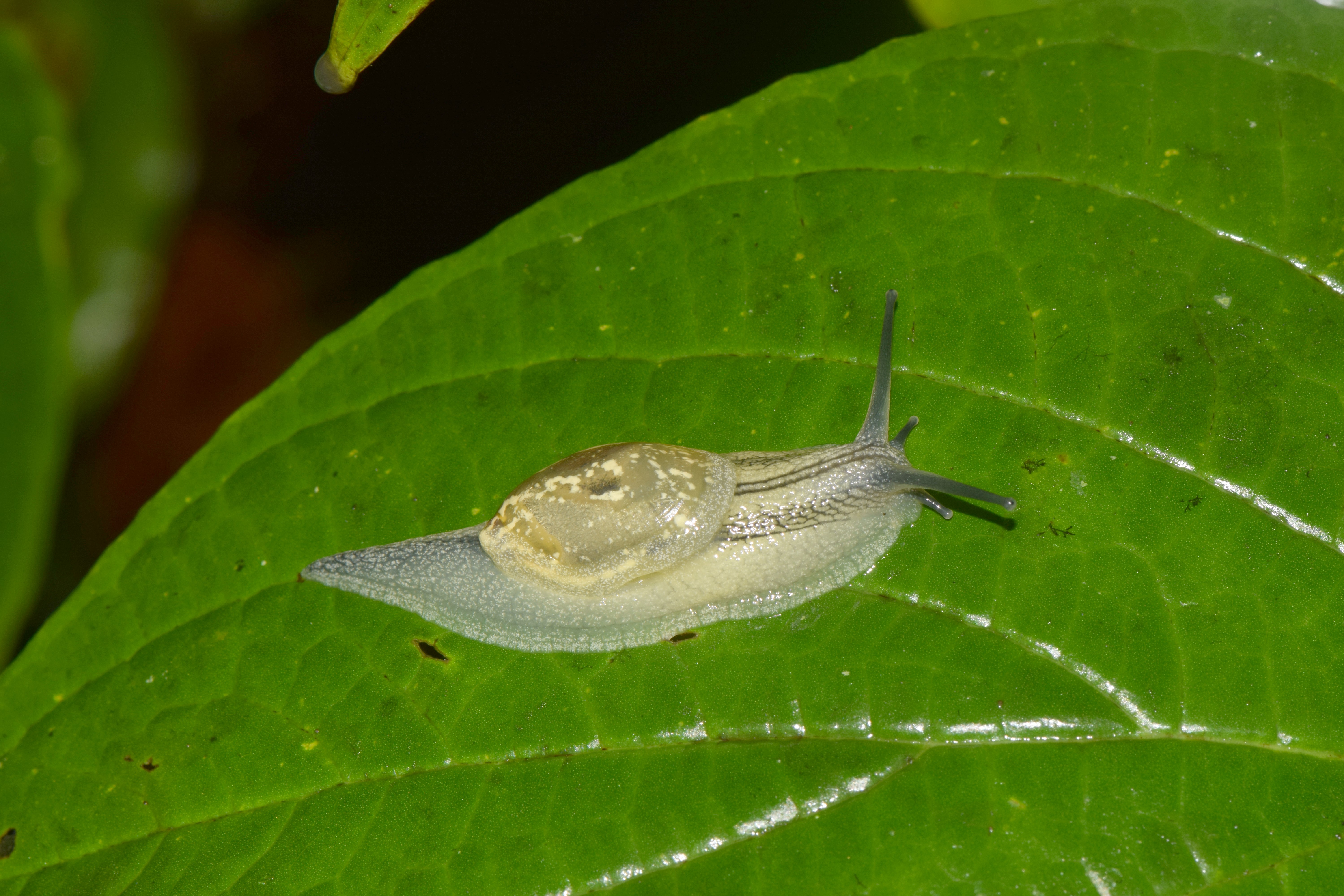 Ambrette rougeâtre (*Rhodonyx rubescens*) © Régis Delannoye