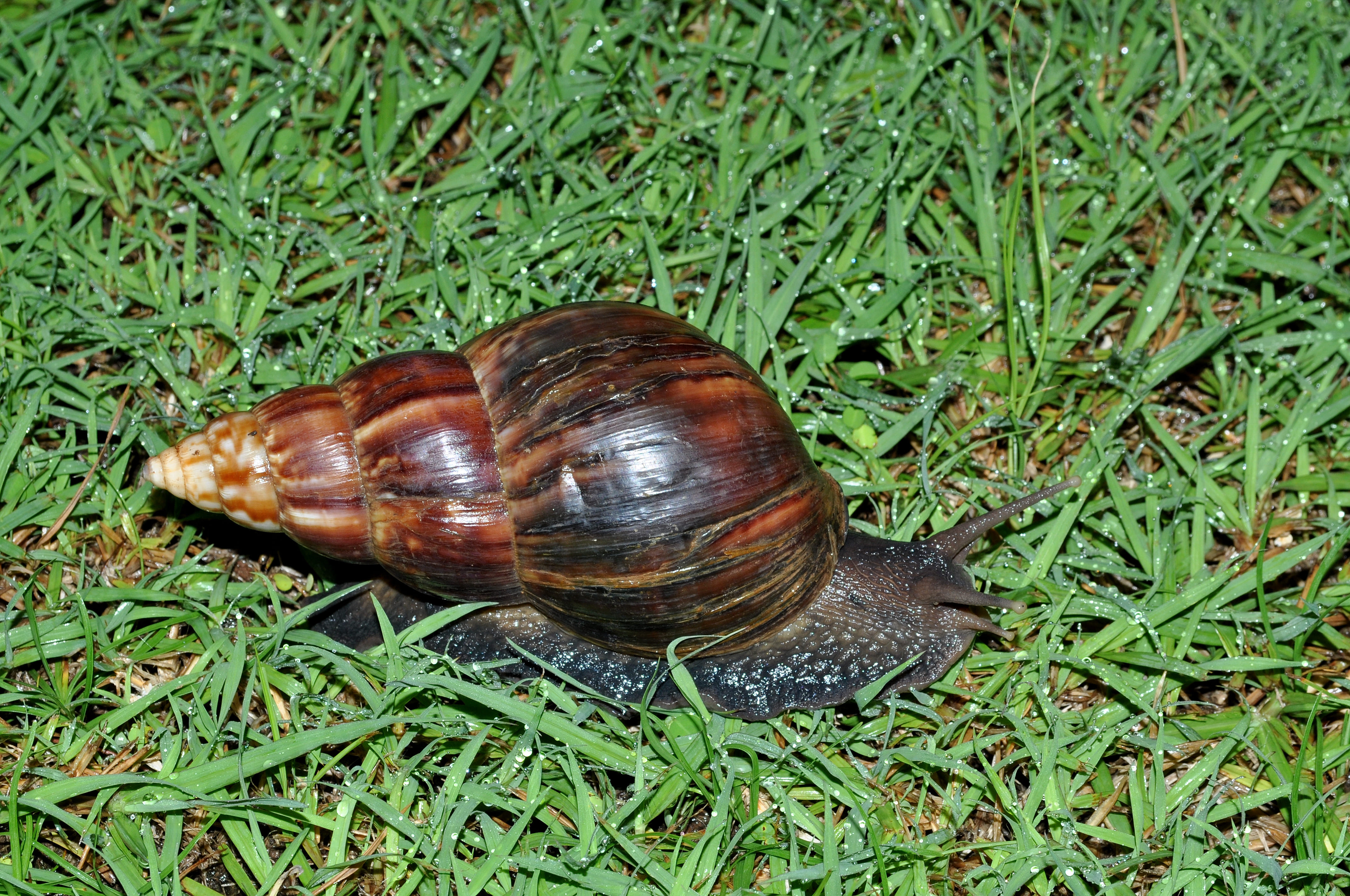 Achatine (*Lissachatina fulica*) © Régis Delannoye