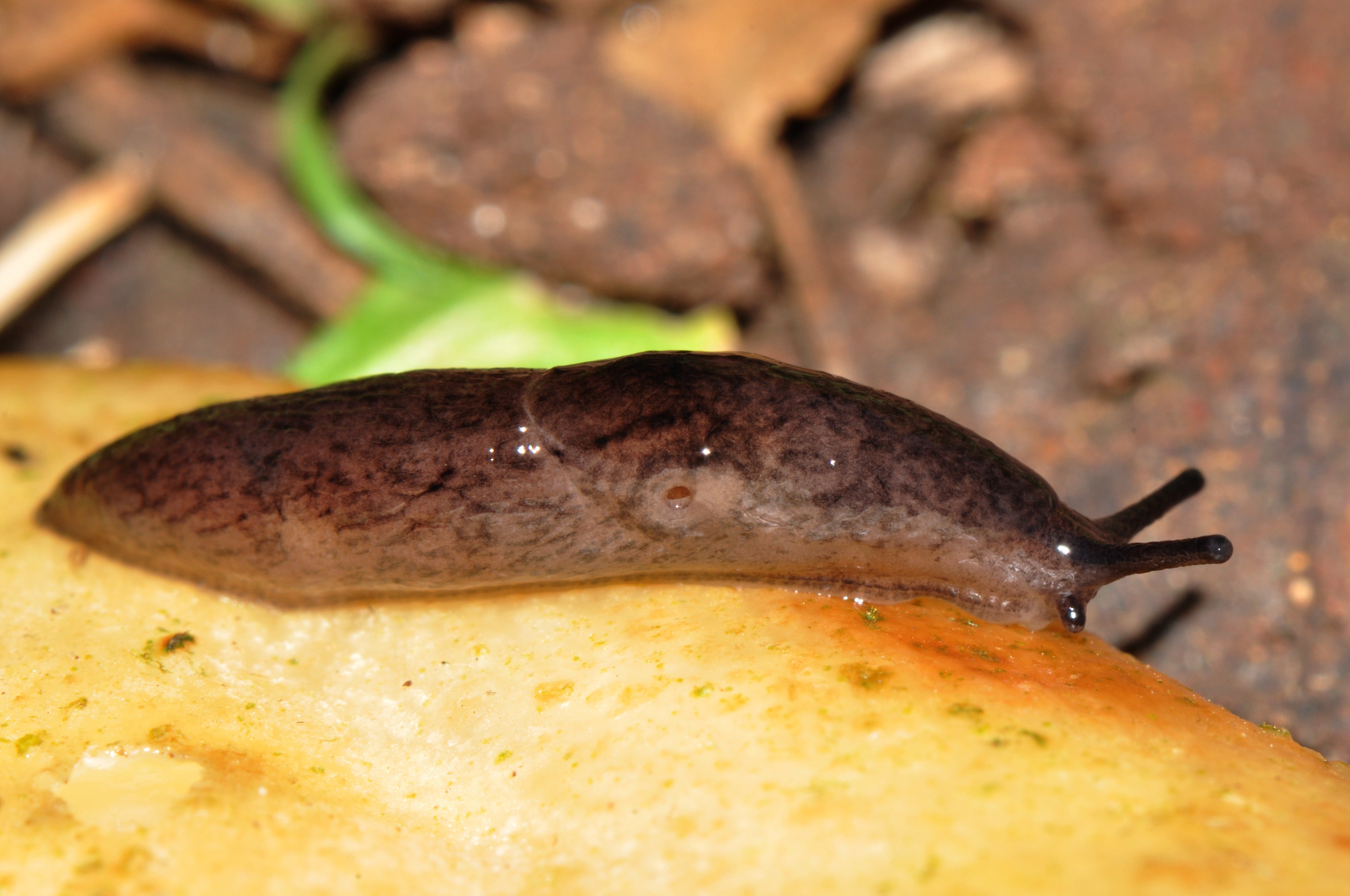 Loche des marais (*Deroceras laeve*) © Régis Delannoye