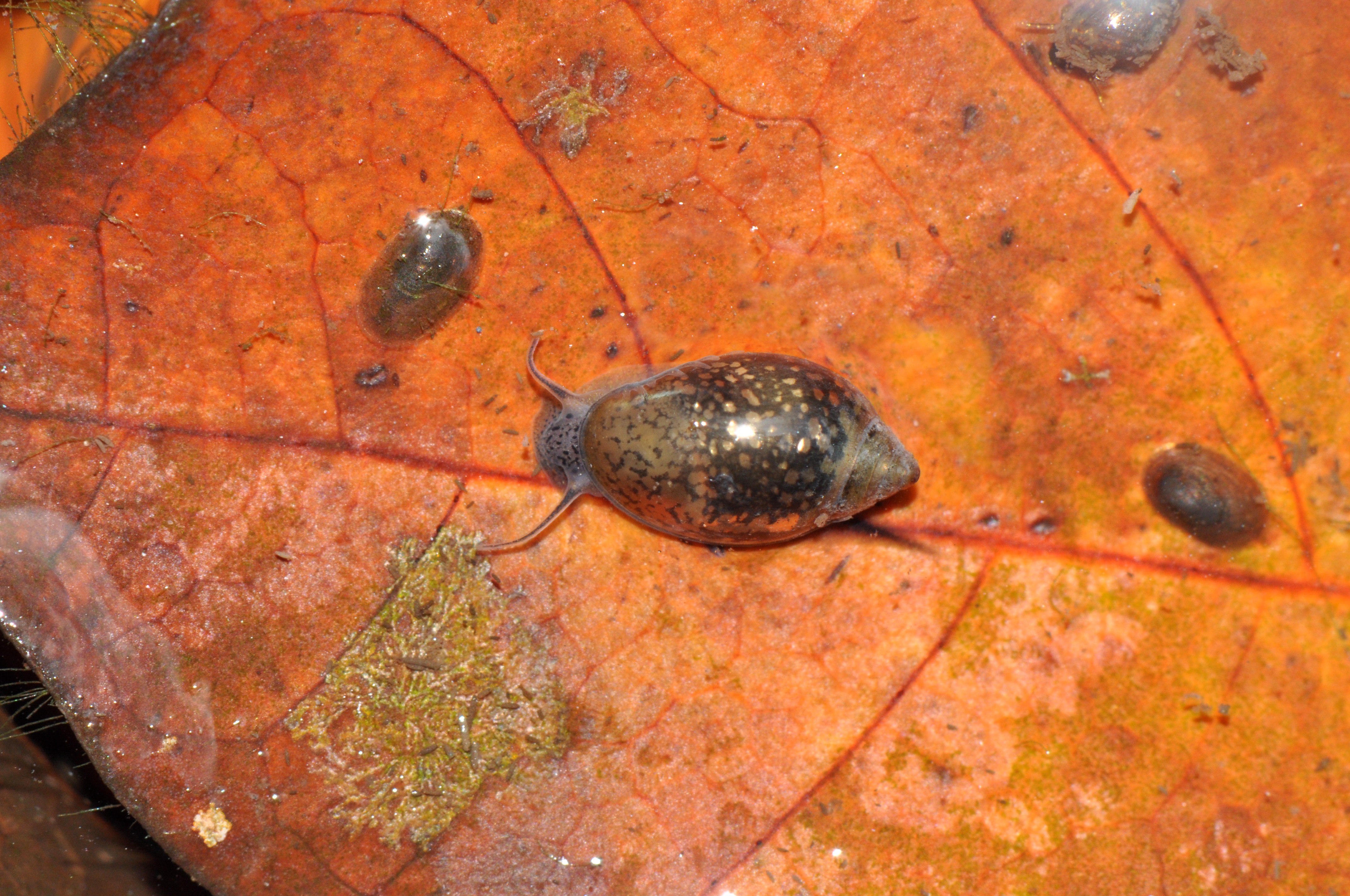 Physe marmoréenne (*Stenophysa marmorata*) © Régis Delannoye