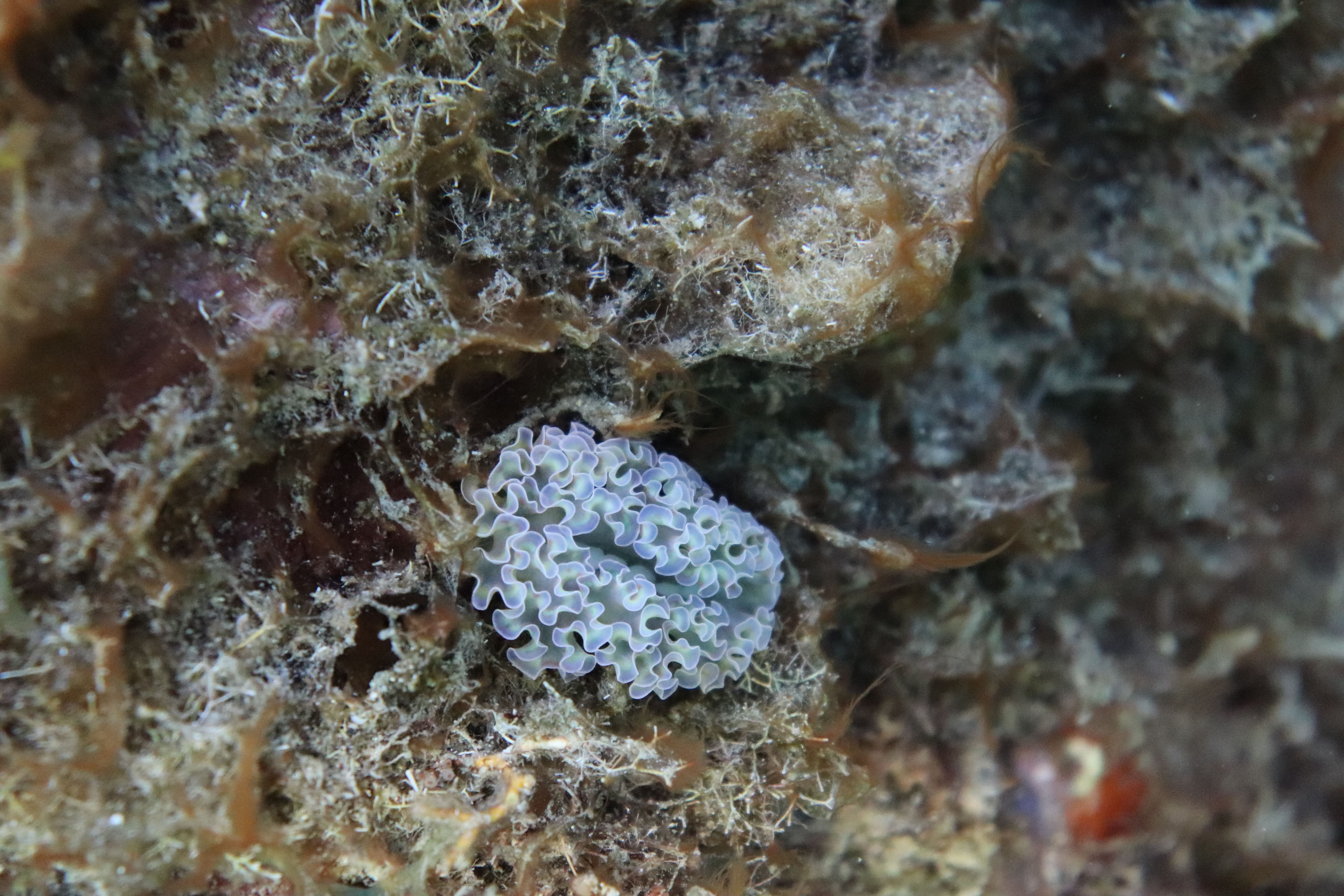 Limace de mer frisée (*Elysia crispata*) © César Delnatte