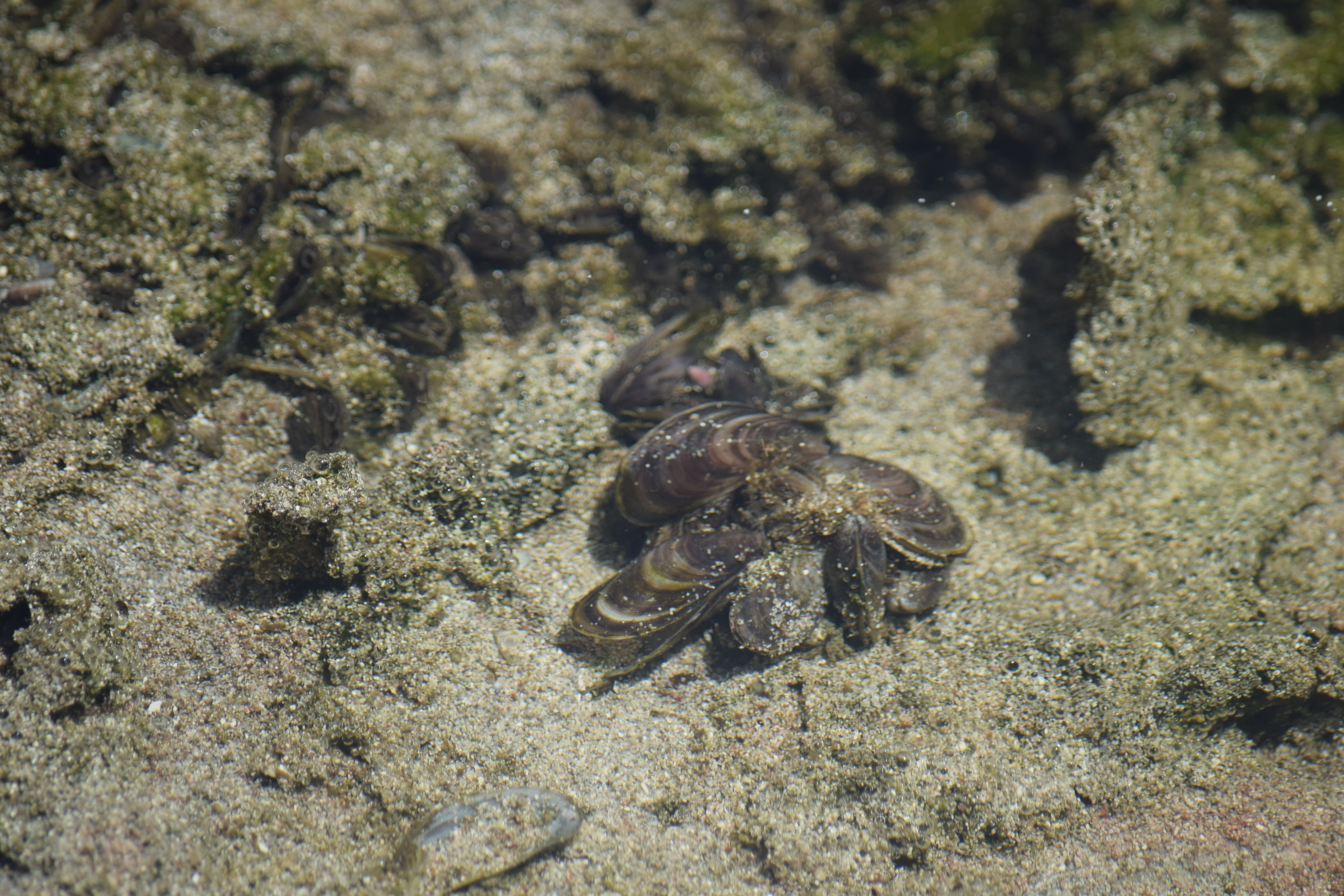 Moule d’Amérique (*Mytilopsis leucophaeata*) © Régis Delannoye