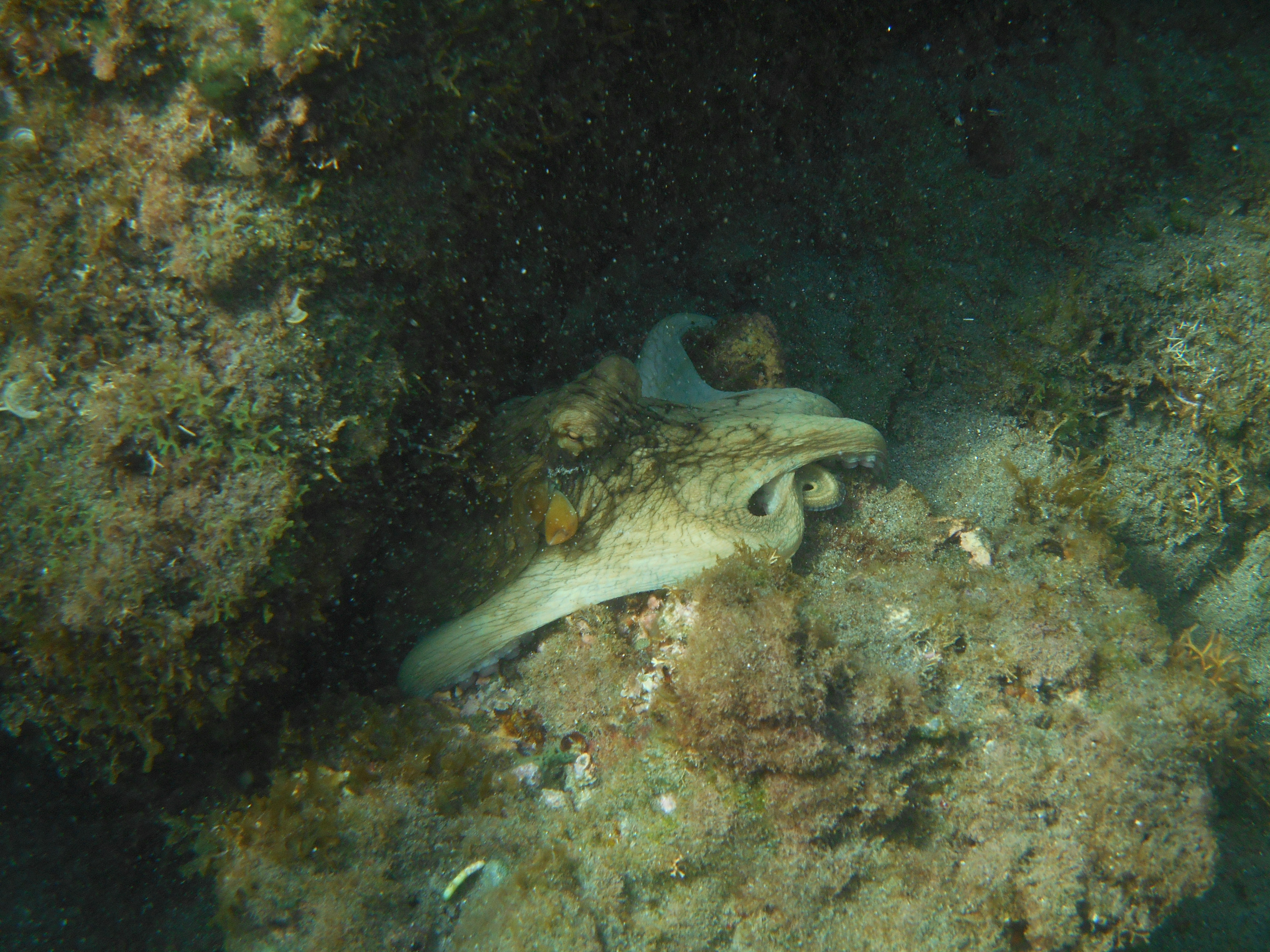 Poulpe commun (*Octopus vulgaris*) © César Delnatte