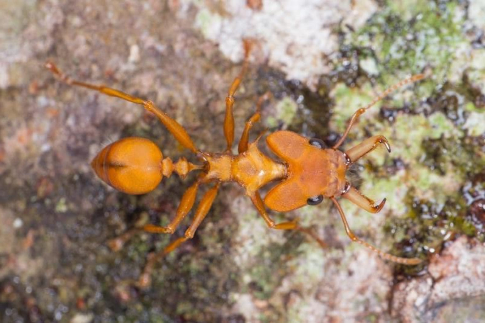 Ouvrière d’une fourmi à tête en cœur sur un tronc d’arbre en Guyane © Hadrien Lalagüe