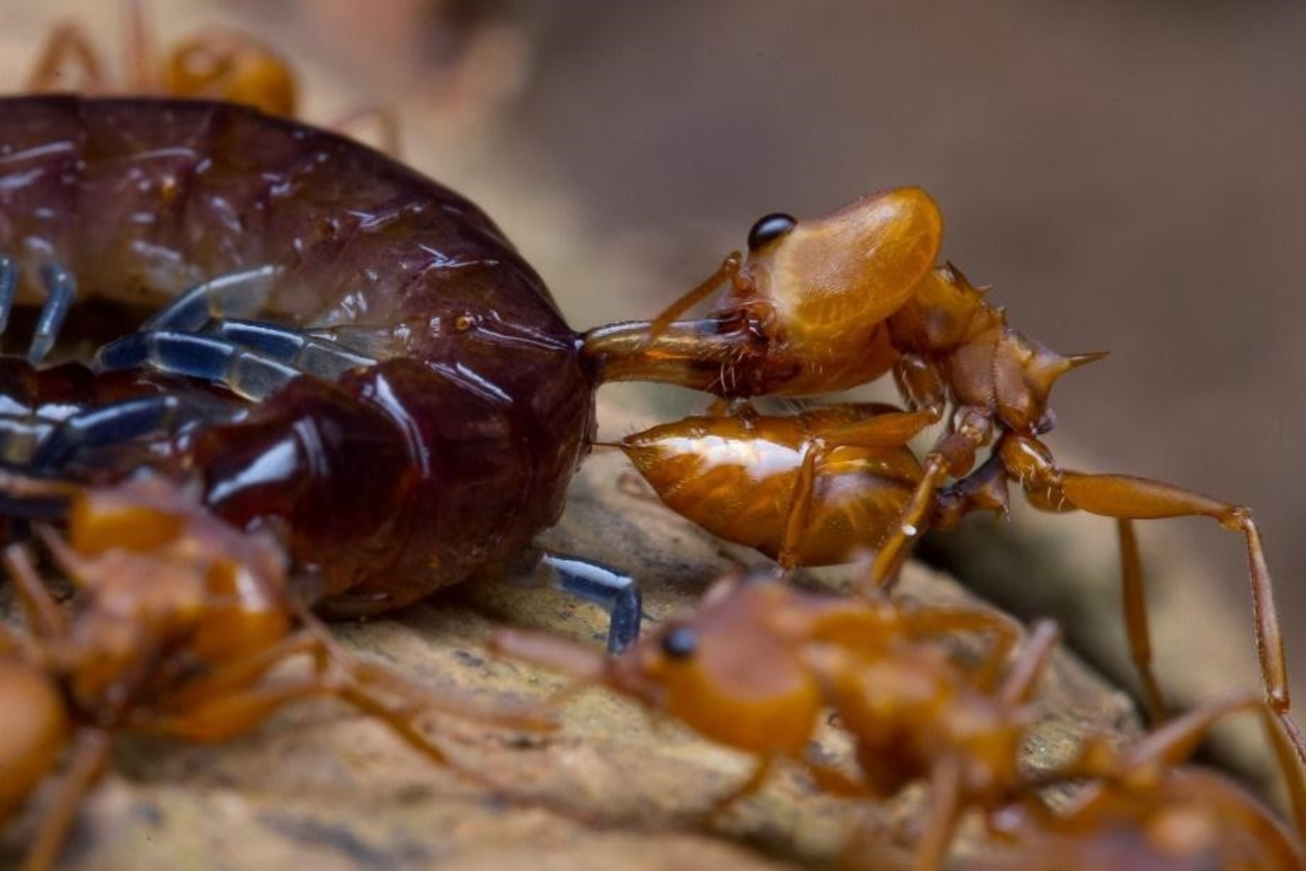 Pour paralyser ses proies, *Daceton armigerum* injecte un venin neurotoxique très efficace © Hadrien Lalagüe