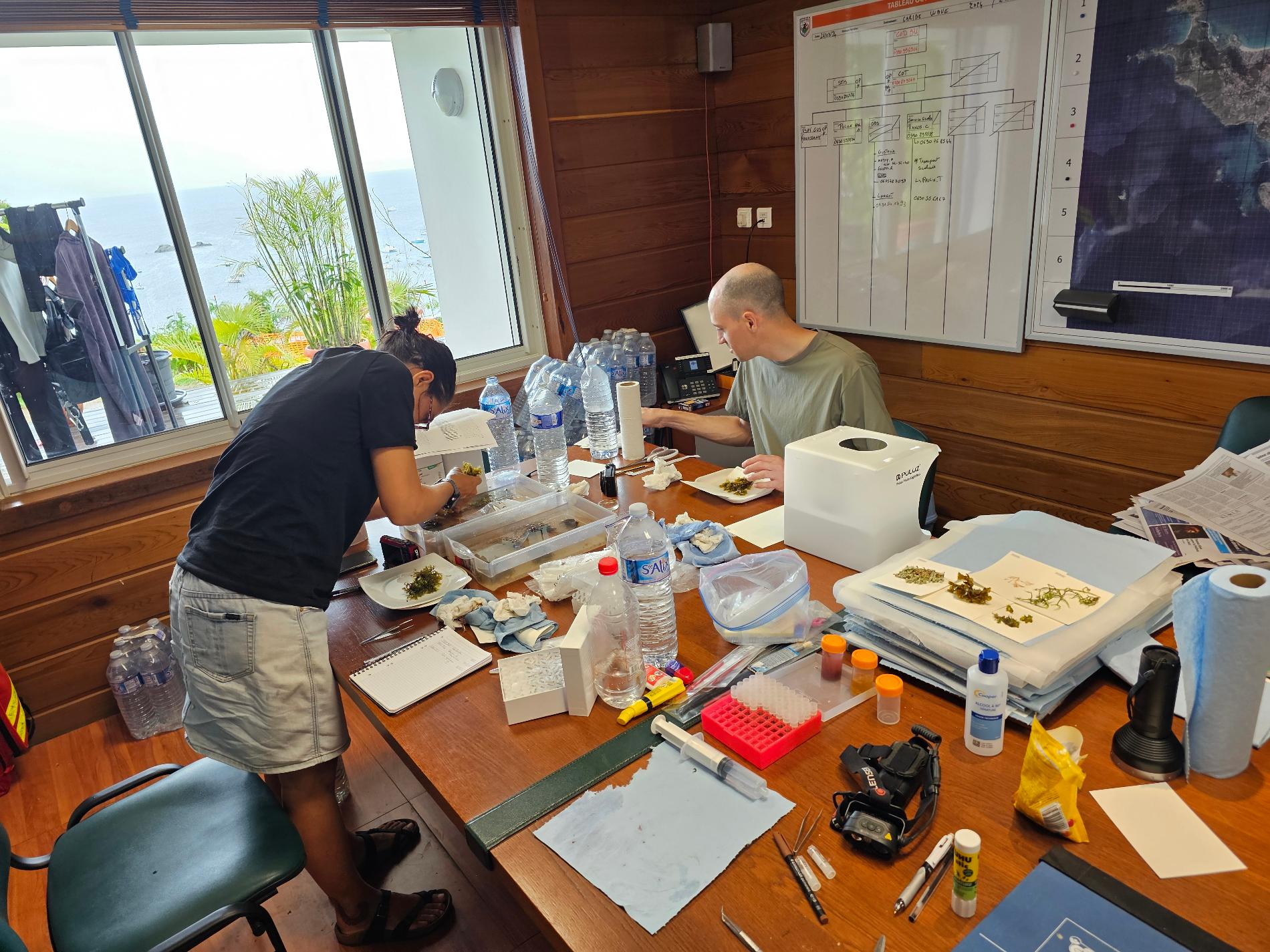 Mayalen et Christophe trient, préparent et analysent les algues au laboratoire © Karl Questel, ATE