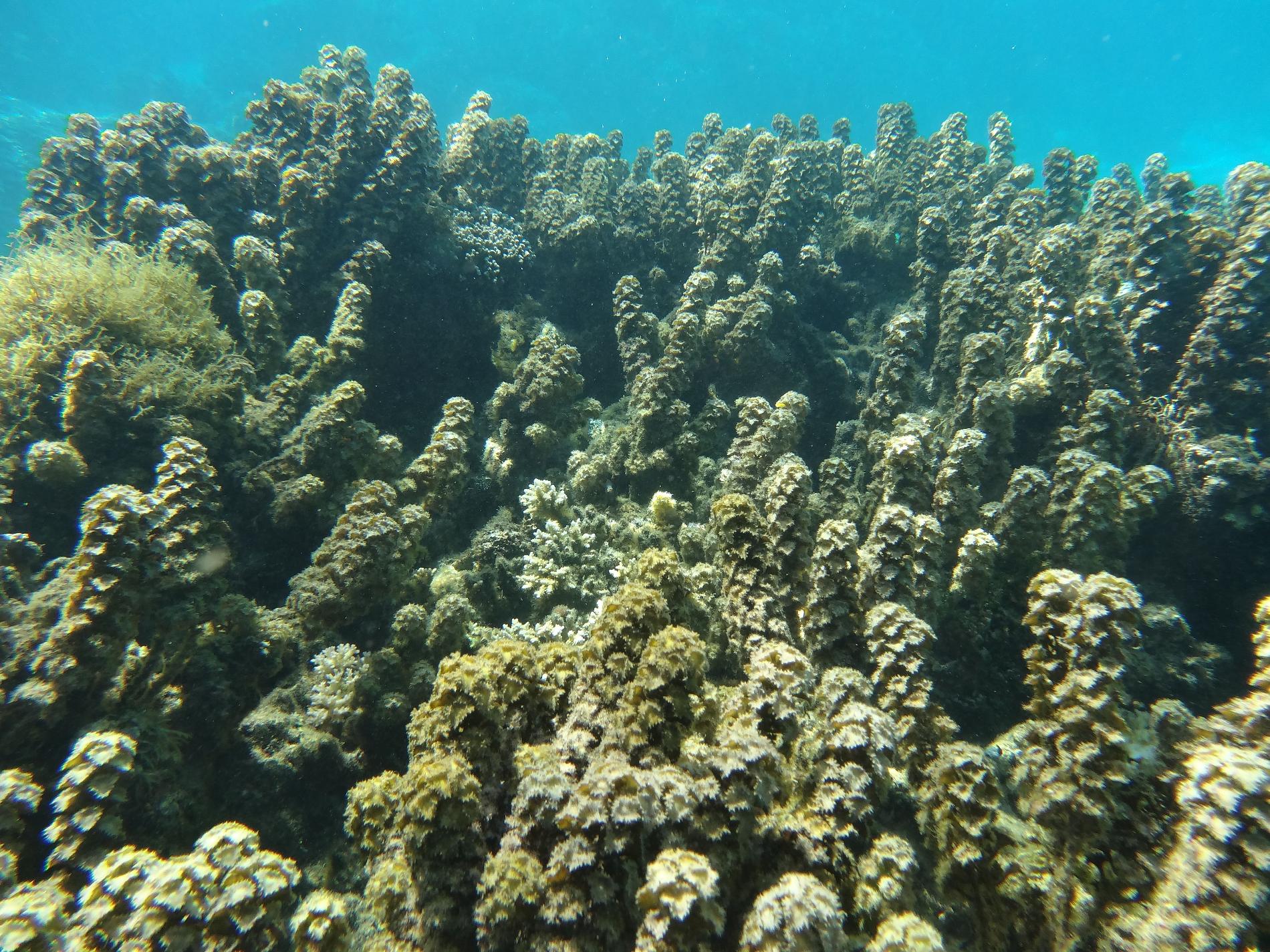 Canopée de *Turbinaria ornata* à Tahiti © Mayalen Zubia