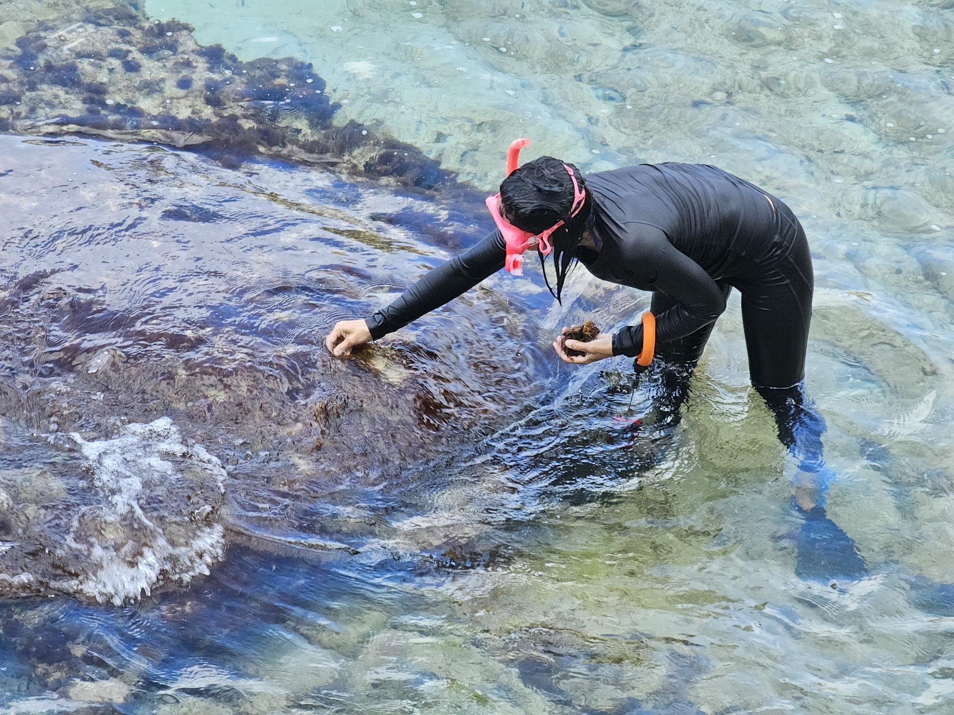 Prélèvement d’algues à Saint-Barthélemy © Karl Questel, ATE