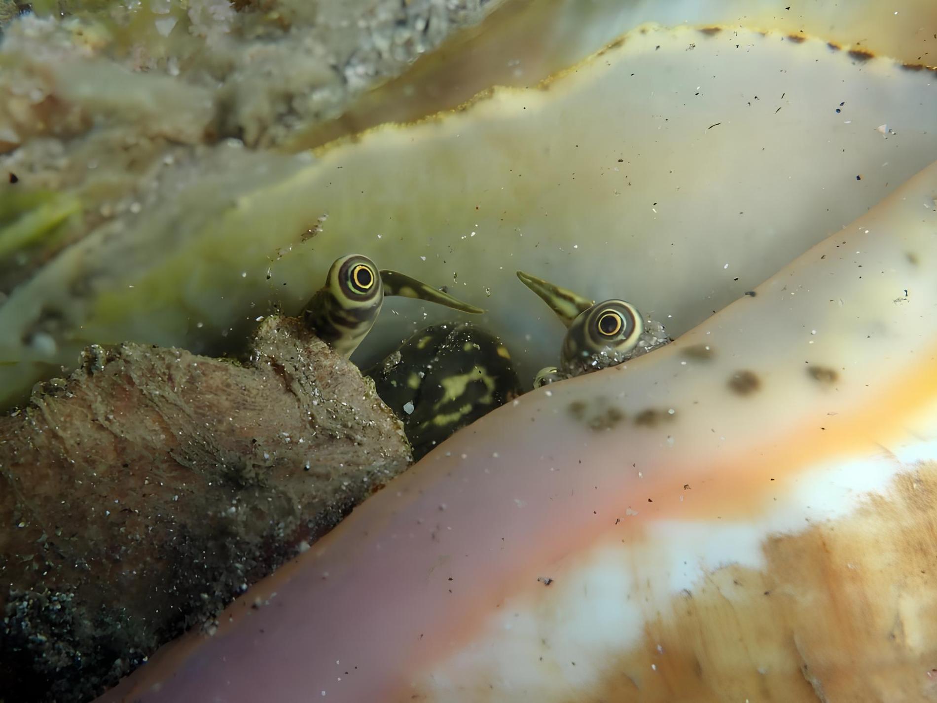 Un mollusque emblématique des Antilles : le lambi © Benjamin Guichard