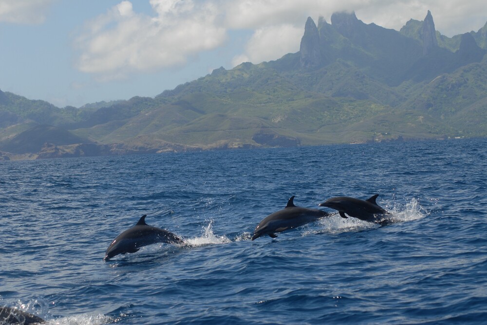 Dauphins longs becs (*Stenella longirostris*) dans les eaux côtières de Ua Pou © Michael Poole