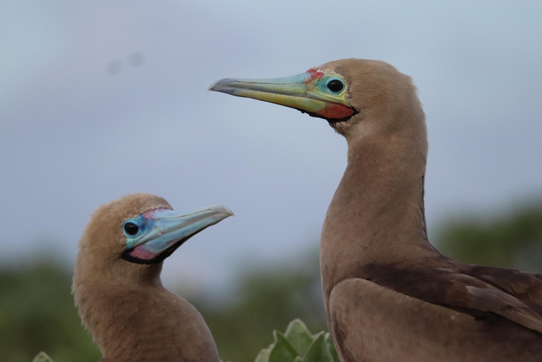 Couple de Fous à pieds rouges (*Sula sula*), le mâle à droite est reconnaissable aux couleurs de son bec © Léna Margueron - TAAF