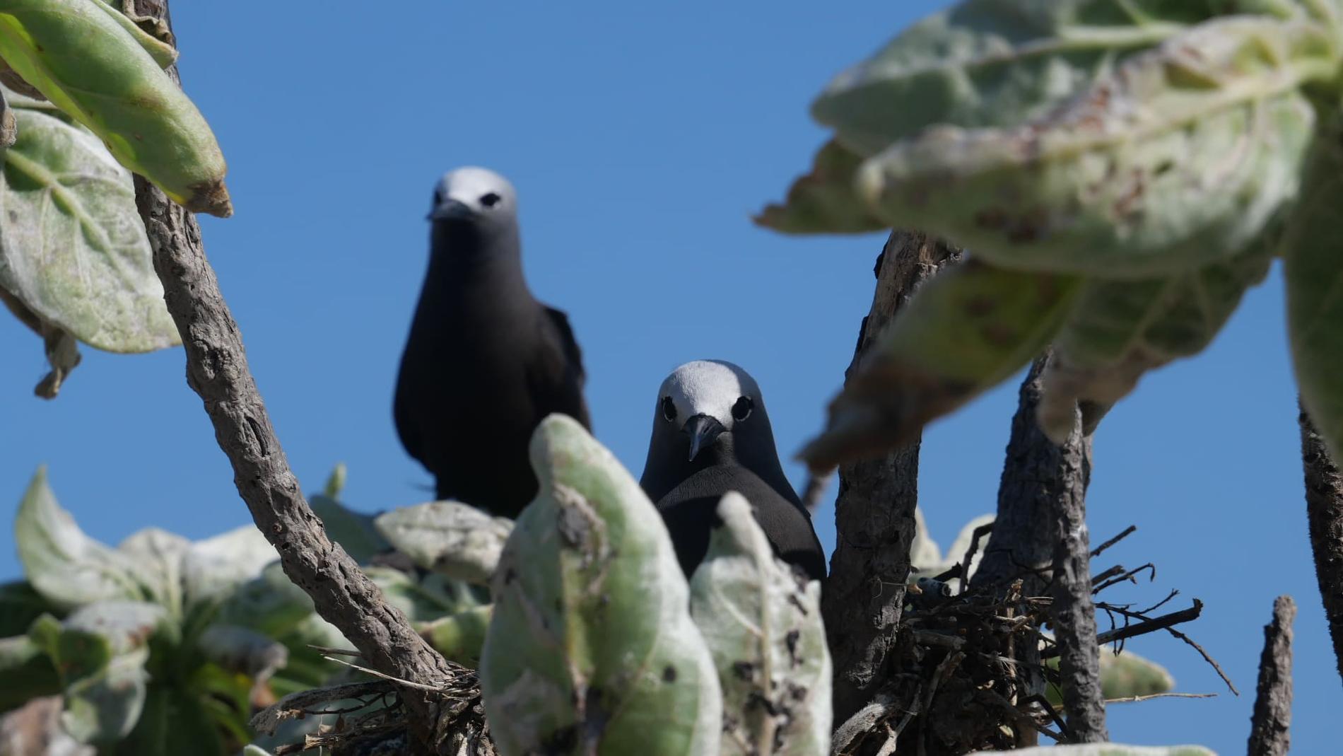 Les Noddis à bec grêle (*Anous tenuirostris*) sont revenus nicher sur Tromelin © Léna Margueron - TAAF