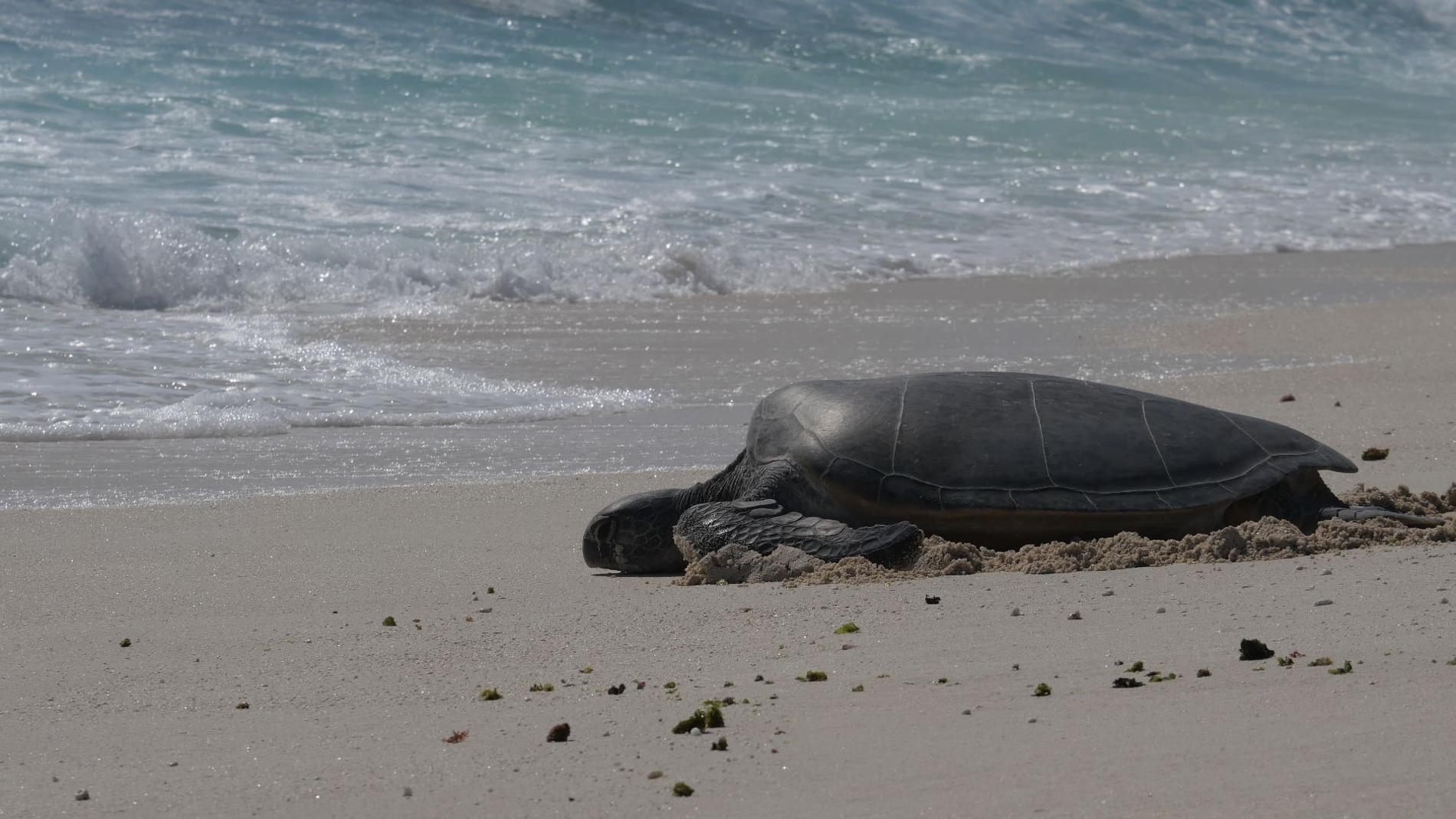 Tortue verte (*Chelonia mydas*) retournant à l’eau © Léna Margueron - TAAF