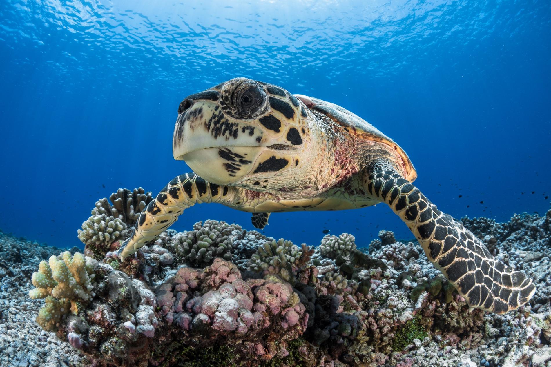 Tortue imbriquée ©  Grégory Lecoeur - Te Honu no Ra'iātea