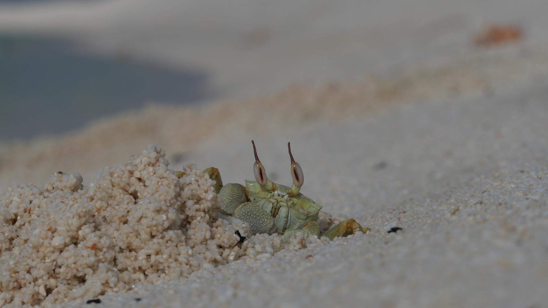 Un crabe fantôme cornu © Léna Margueron