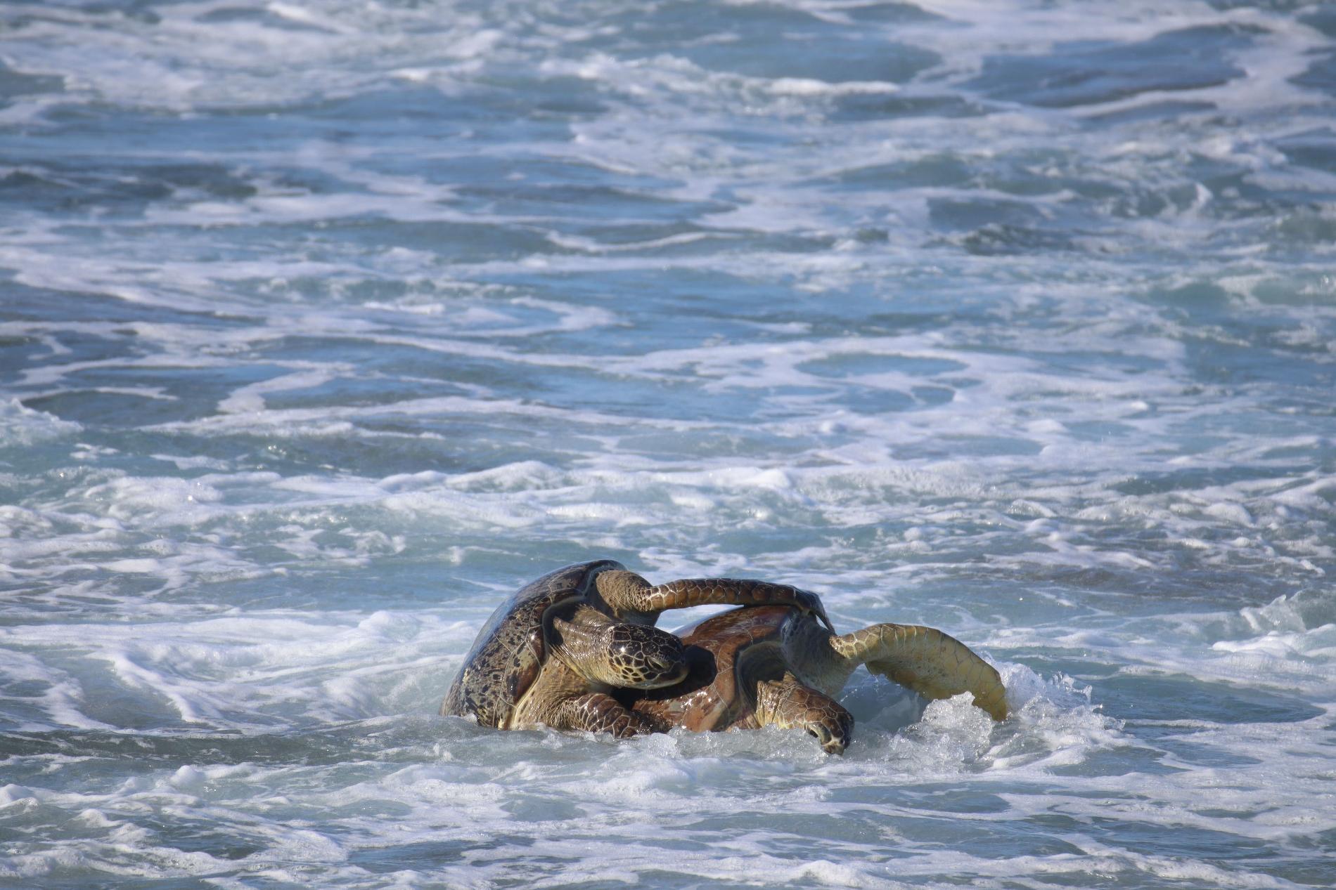 Accouplement de tortues vertes © Léna Margueron