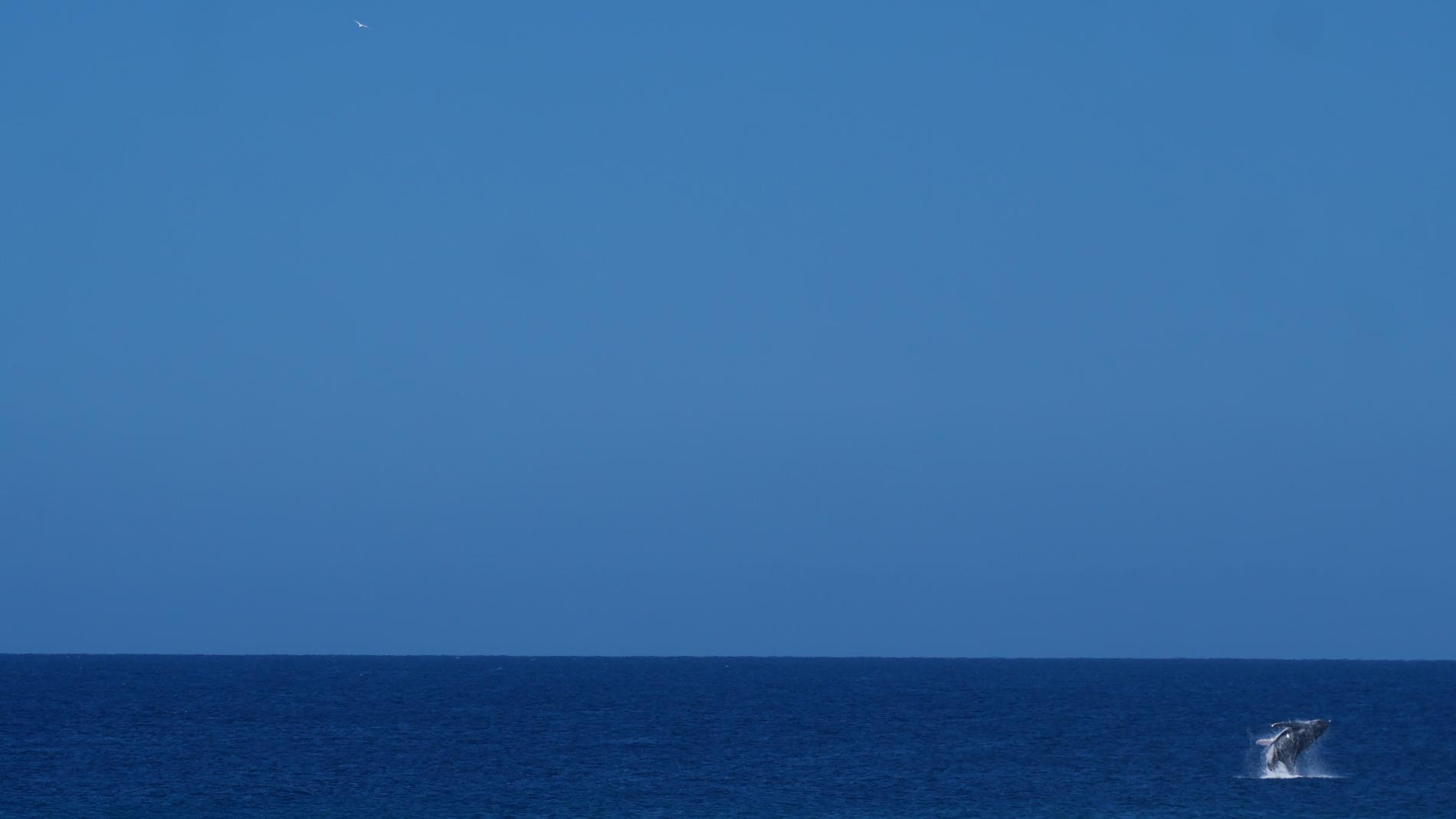 Saut de baleine à bosse au loin © Léna Margueron