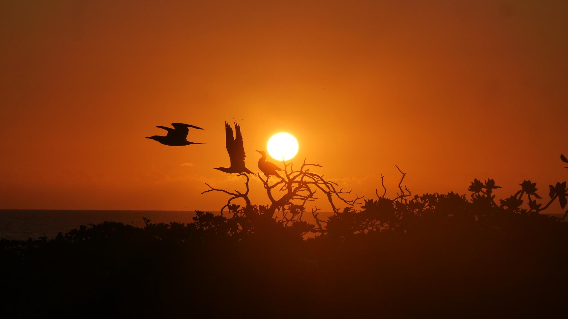 Fous à pieds rouge au coucher de soleil © Léna Margueron