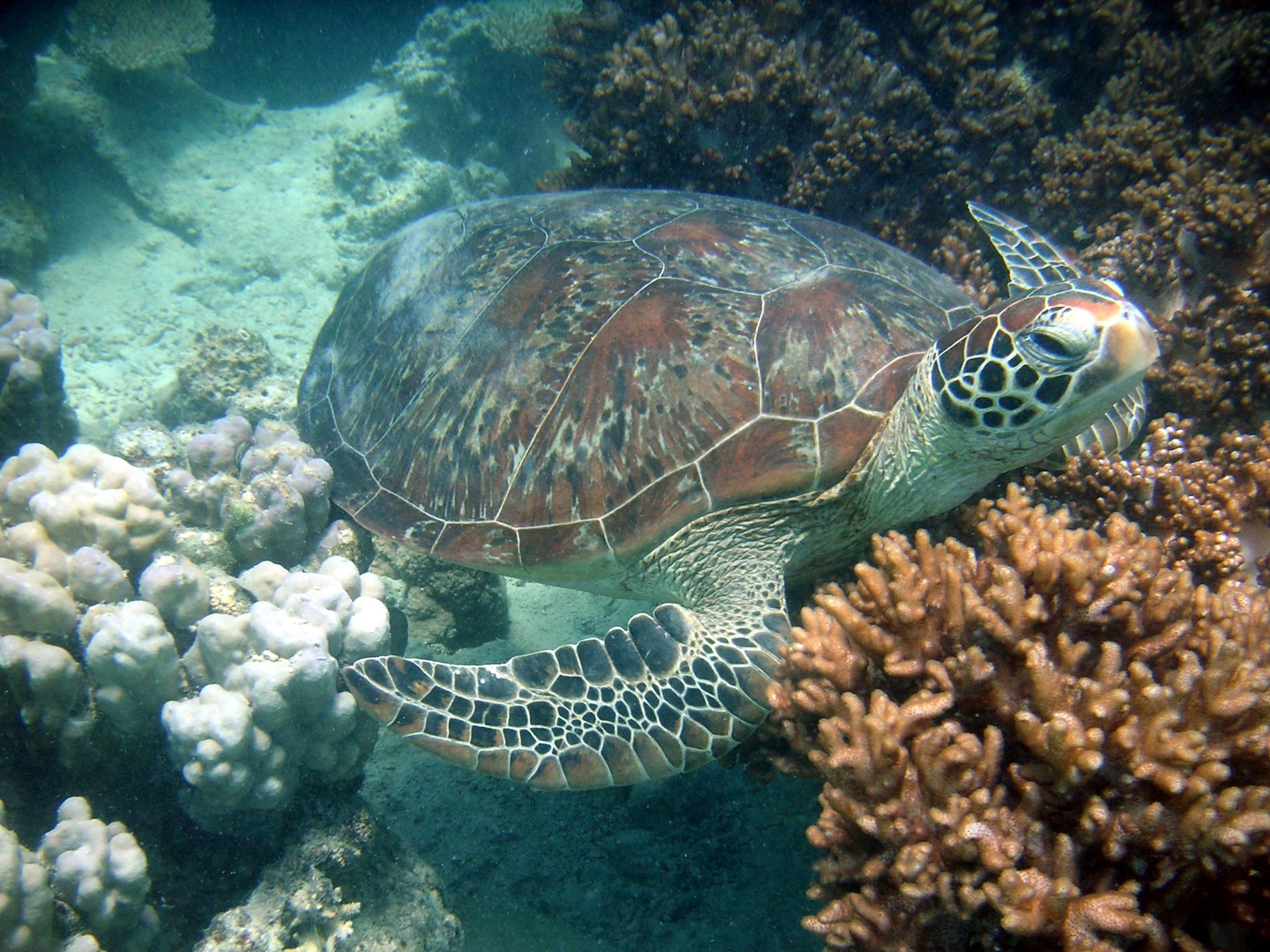 Tortue verte (*Chelonia mydas*) © Benjamin Guichard