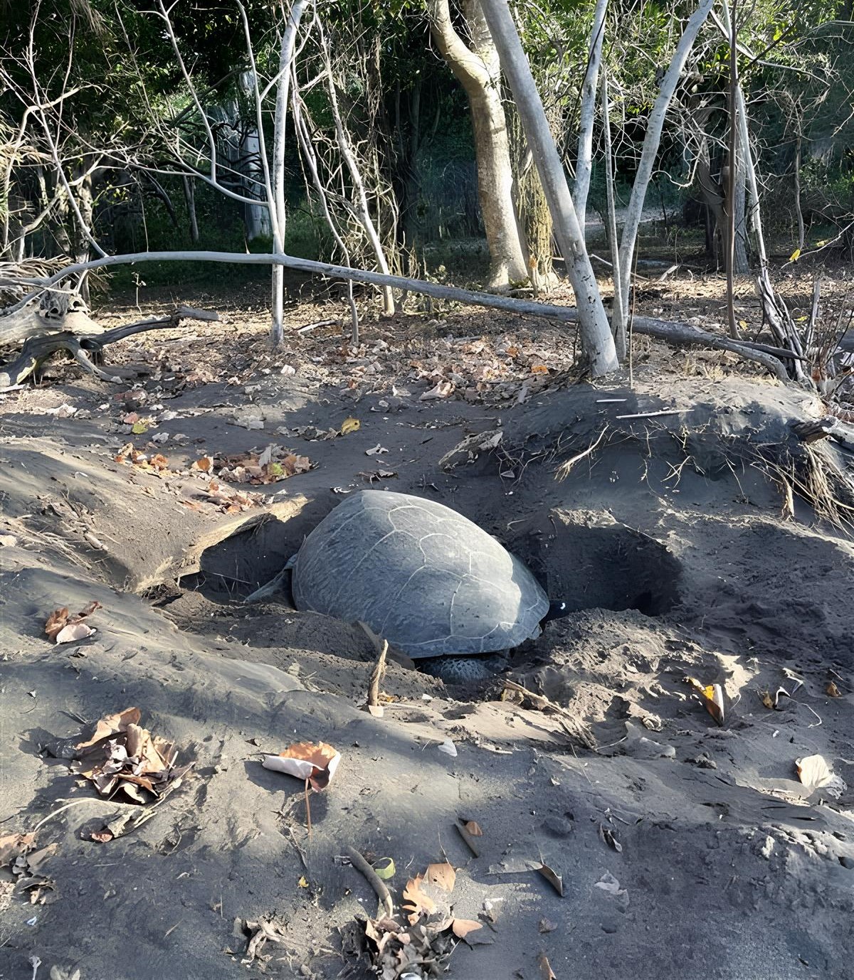 Pontes de tortues vertes à Mayotte © Alexandre Girard