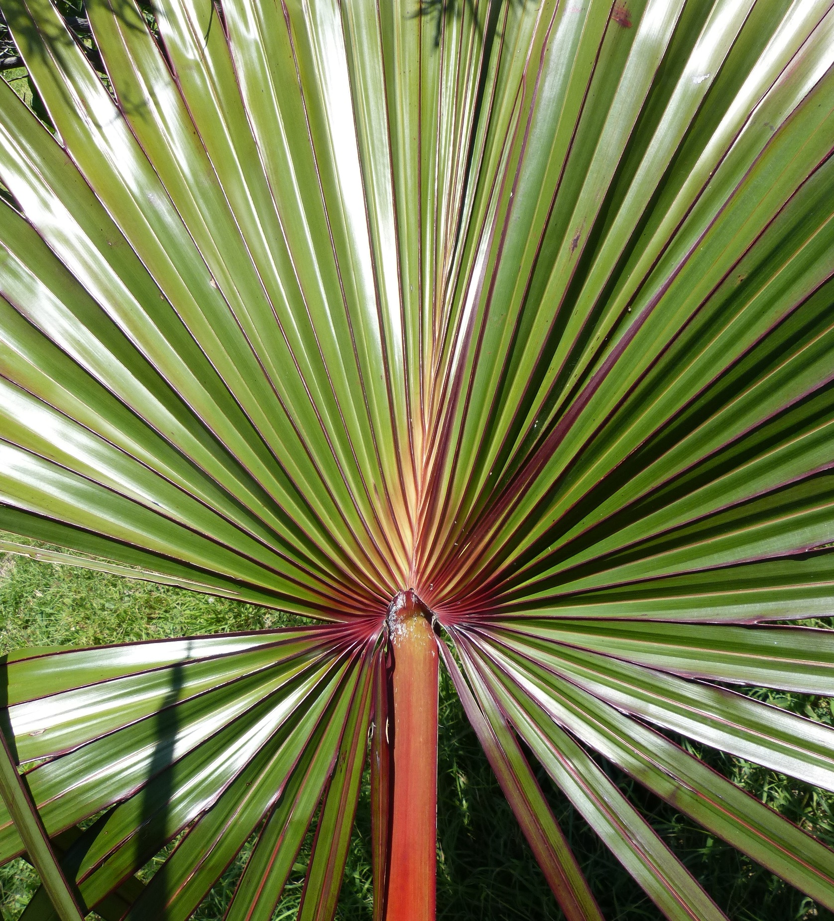 Latanier rouge de La Réunion (*Latania lontaroides*) © Matthieu Saliman-Hitillambeau