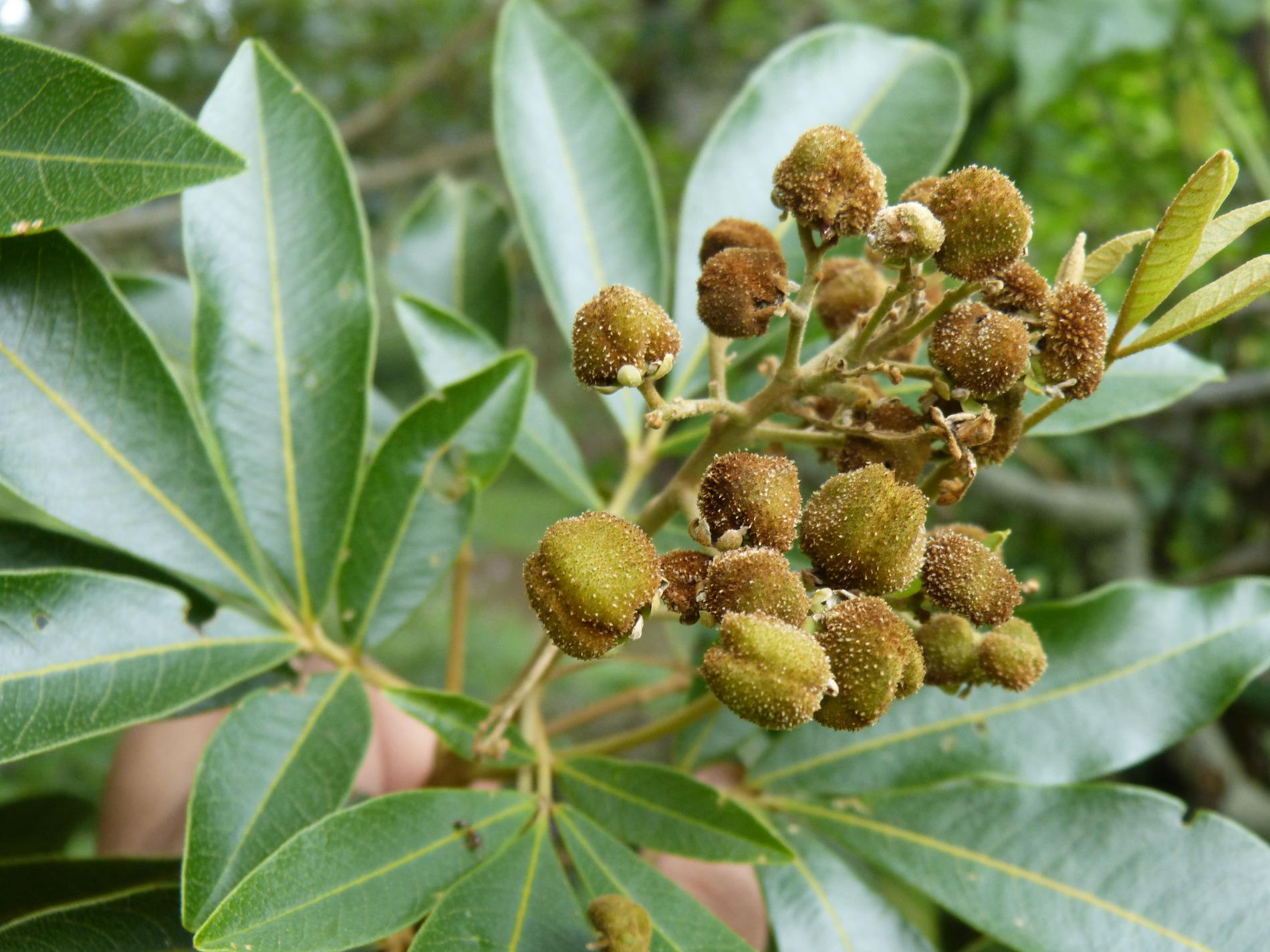 Bois de Judas (*Cossinia pinnata*) © Matthieu Saliman-Hitillambeau