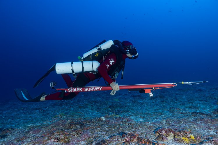 Plongeur équipé de l’arbalète spécialement adaptée au projet *Tamataroa* © Etienne Ménager