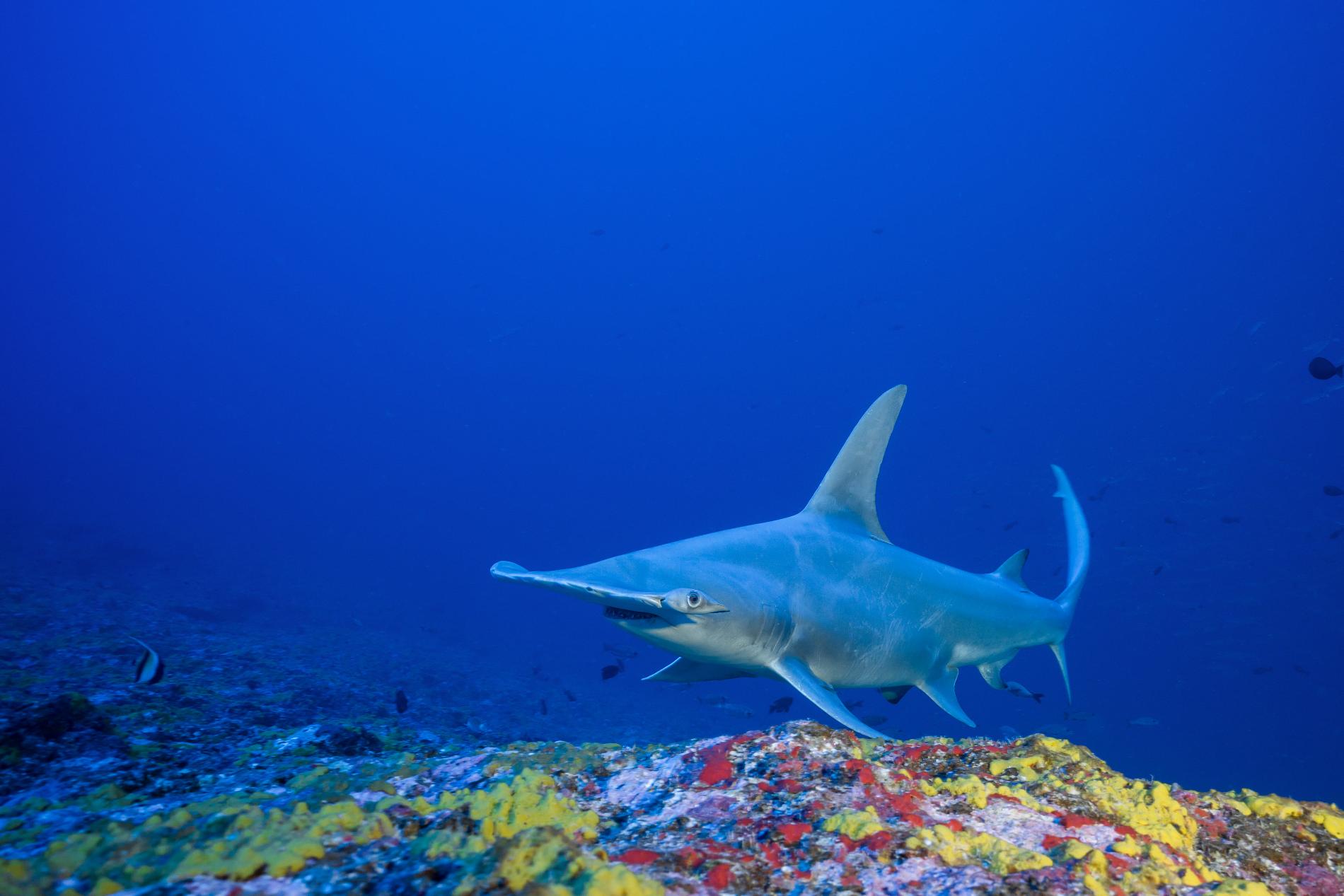 Chez les grands requins-marteaux, comme chez de nombreuses espèces de requins, les femelles ont une taille supérieure aux mâles : 3,50 à 4 mètres contre 2 à 2,50 mètres © Thomas Pavy